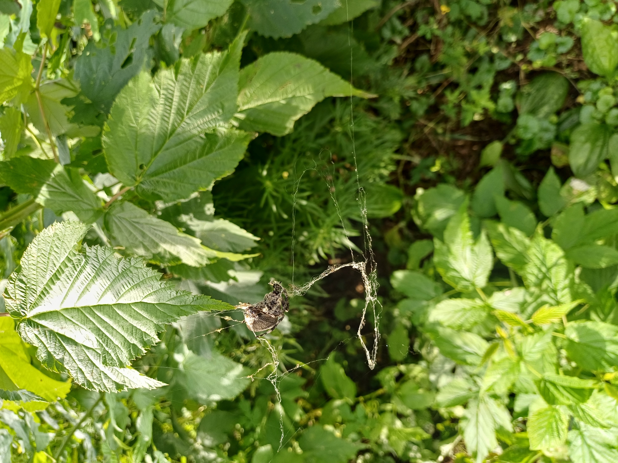 An outdoor, close-up, eye-level shot captures a spider and its web amidst green foliage. The spider, a dark, oval-shaped creature, is suspended in the center of the frame, entangled in a delicate, intricate web. The web, a network of fine silk threads, is attached to several green leaves and branches, creating a natural, outdoor setting. The background is a blur of lush green leaves and darker shadows, suggesting a dense, overgrown area. The lighting is natural, with sunlight filtering through the leaves, creating highlights and shadows on the spider and web. The image appears to be taken in Raychikhinsk, Russia, given the context of the request. There are no people present in the image.