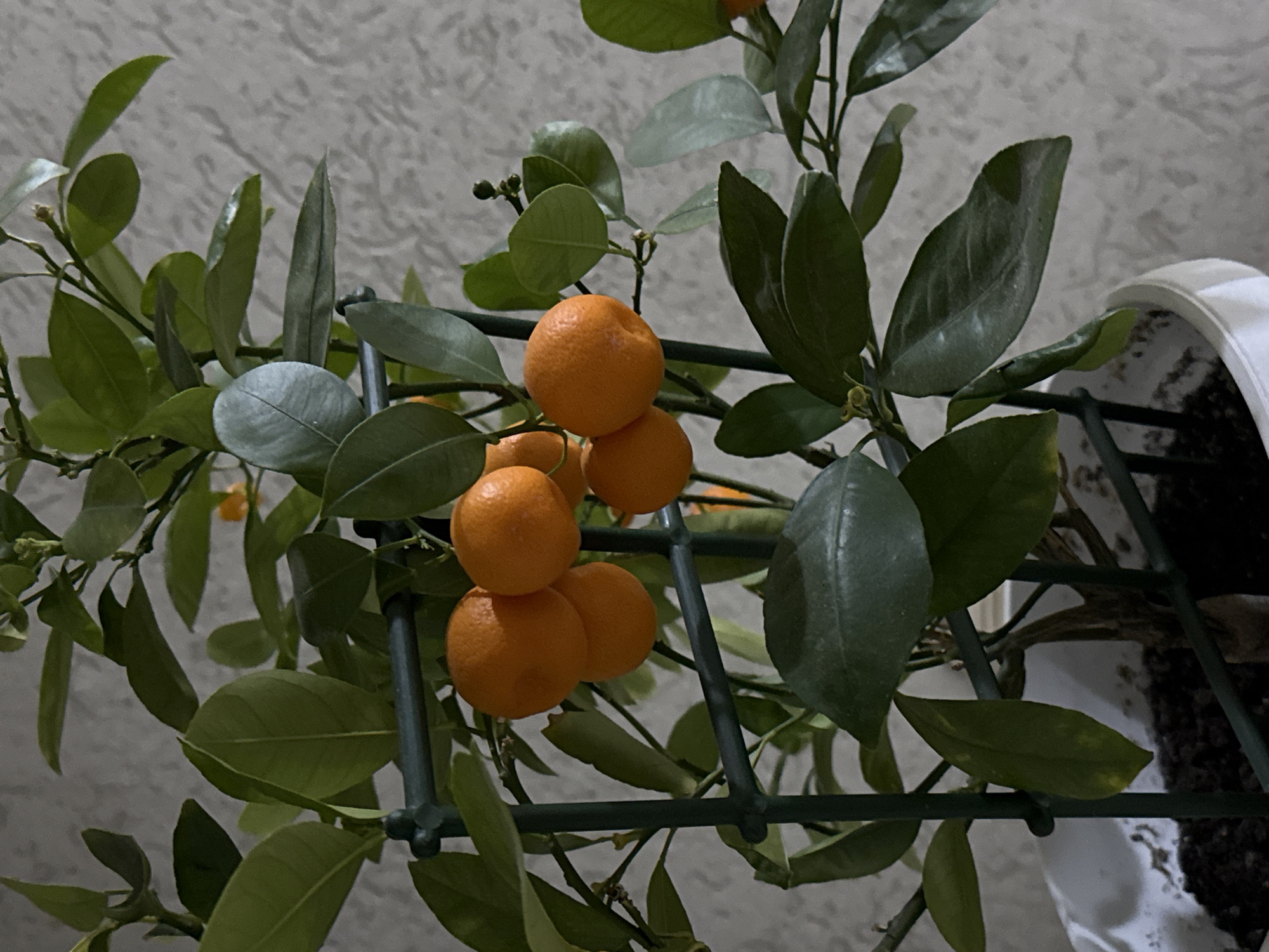 A close-up shot depicts a small citrus tree, laden with bright orange fruits, supported by a green plastic trellis. The tree's dark green leaves are glossy and somewhat elongated. The plant is housed in a white pot. The background is a neutral gray wall.