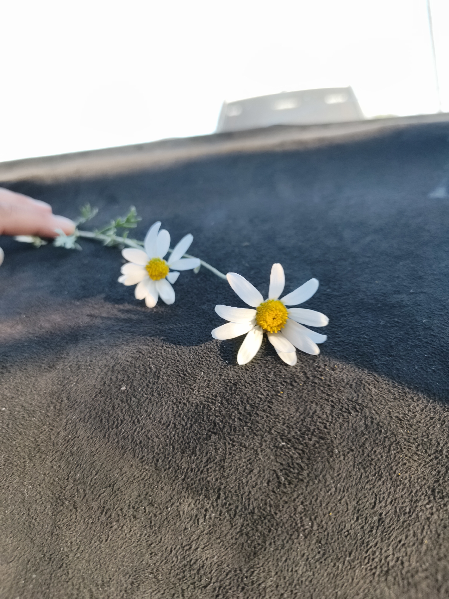 The image shows two white daisies with yellow centers resting on a dark, textured surface. One daisy is further to the left and slightly smaller, with delicate white petals and a vibrant yellow center. A thin, green stem extends from this daisy, with small, light-green leaves. A person's hand is partially visible on the far left, gently holding the stem of the daisy. To the right, a second daisy, slightly larger, also displays white petals and a yellow center, positioned on the same dark surface. The background is out of focus, with a bright, hazy sky and a blurred, light-colored structure, possibly a building or fence, in the distance. The lighting suggests it is daytime, with soft shadows cast on the dark surface. The scene is devoid of any specific indicators that would pinpoint its location to the city of Namtsy, Russia.