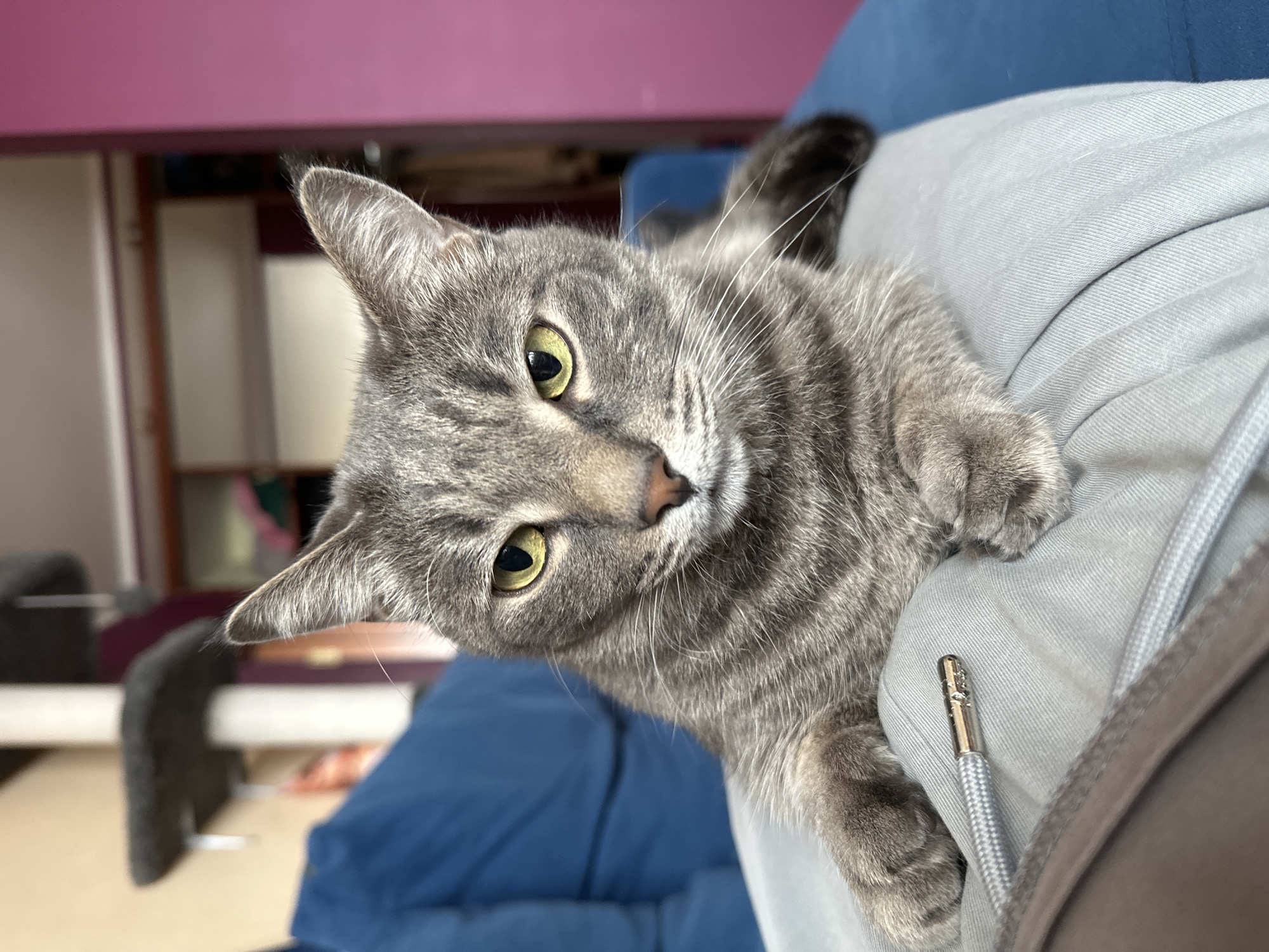 A close-up, eye-level shot captures a gray tabby cat resting on what appears to be a person's lap or body, providing an intimate indoor scene. The cat, the primary subject, dominates the frame, looking directly at the viewer with bright yellow-green eyes and a curious, soft expression. Its fur displays distinct dark gray stripes against a lighter gray base, with prominent white whiskers fanning out from its pinkish nose. Its ears are perked up, indicating alertness.
The cat is positioned against a light gray garment, likely sweatpants or a hoodie, as evidenced by the fabric texture and a visible metallic aglet on a drawstring. This suggests a comfortable and relaxed interaction between the cat and its human companion.
In the blurred background, elements of an indoor setting are visible: a deep blue object, possibly a cushion or part of a sofa, and lighter-colored walls or furniture, along with a hint of a darker, indistinct piece of furniture. The lighting suggests it is daytime. No visible text is present in the image. While the location context is Krasnoyarsk, Russia, no visual cues in the photograph directly confirm this. The overall mood is one of calm domesticity and connection.