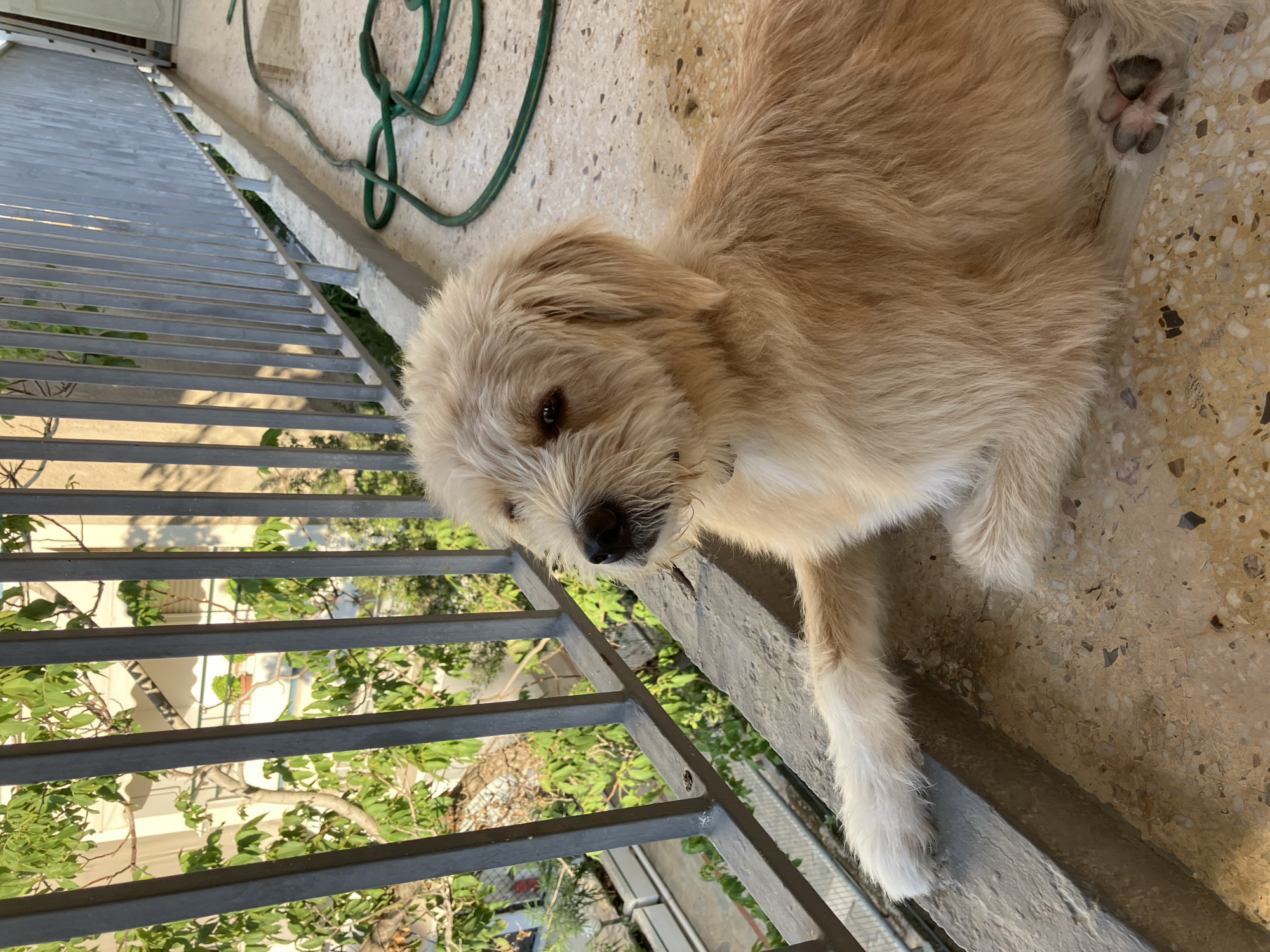A medium-sized, fluffy, light brown dog with a shaggy coat is lying on a terrazzo balcony floor. The dog is looking towards the left of the frame, with its left paw extended and resting on the concrete edge of the balcony. Behind the dog, a gray metal railing runs horizontally across the image. Through the railing, leafy green trees and parts of a building are visible, suggesting an urban environment. A coiled green garden hose is present on the balcony floor to the right of the dog. The lighting indicates it is daytime, possibly late afternoon, with sunlight casting shadows. The scene is located on a balcony in Paleo Faliro, Greece.