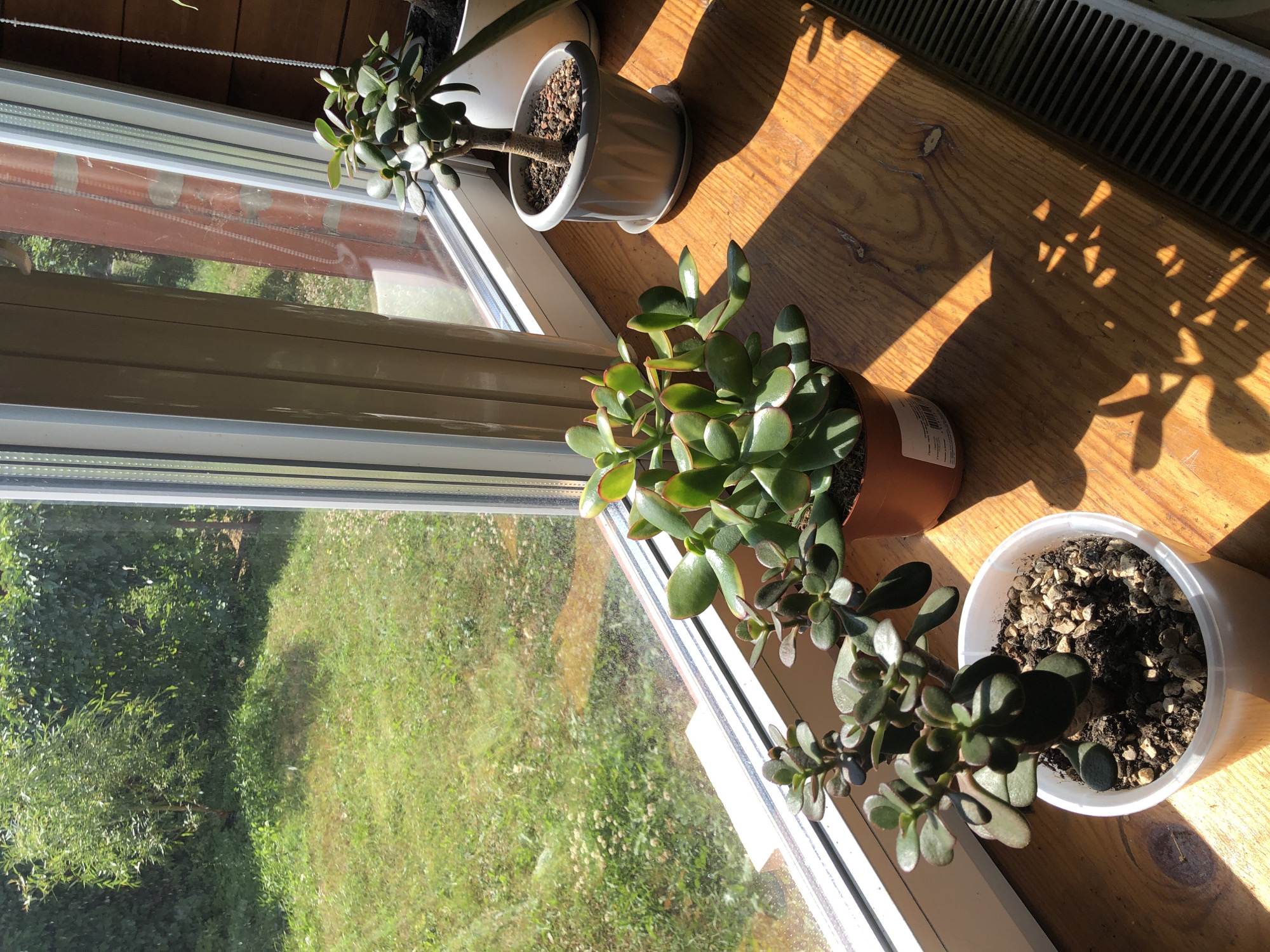 The image shows a windowsill with three potted jade plants. The windowsill is made of wood and is illuminated by sunlight, creating shadows from the plants. Outside the window, there is a green lawn and trees. The plants are in various stages of growth, with one being the largest and most established. The pots are of different sizes and materials, including plastic and ceramic. The scene appears to be indoors, likely in a residential setting, given the presence of the plants and the view of a garden. There are no people visible in the image. The city of Романово, Russia, is mentioned as a location, but there are no specific visual cues in the image to confirm or deny this location.