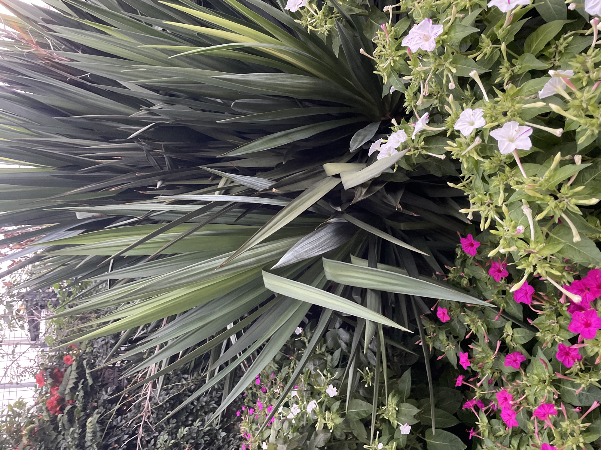 The image shows a close-up of lush green foliage and colorful flowers. A large, spiky plant with long, sword-like leaves dominates the center and right side of the frame. In the foreground and to the left, there are clusters of small, bright pink flowers and delicate white flowers with elongated petals. The background is filled with more greenery, including what appear to be red flowers on a vine in the upper left, and hints of a structure with glass or metal supports in the upper part of the image, suggesting an indoor or protected garden environment like a botanical garden or conservatory. The overall impression is one of vibrant natural beauty within a cultivated setting. The location in Kadıköy, Turkey is not visually discernible from the image itself.
