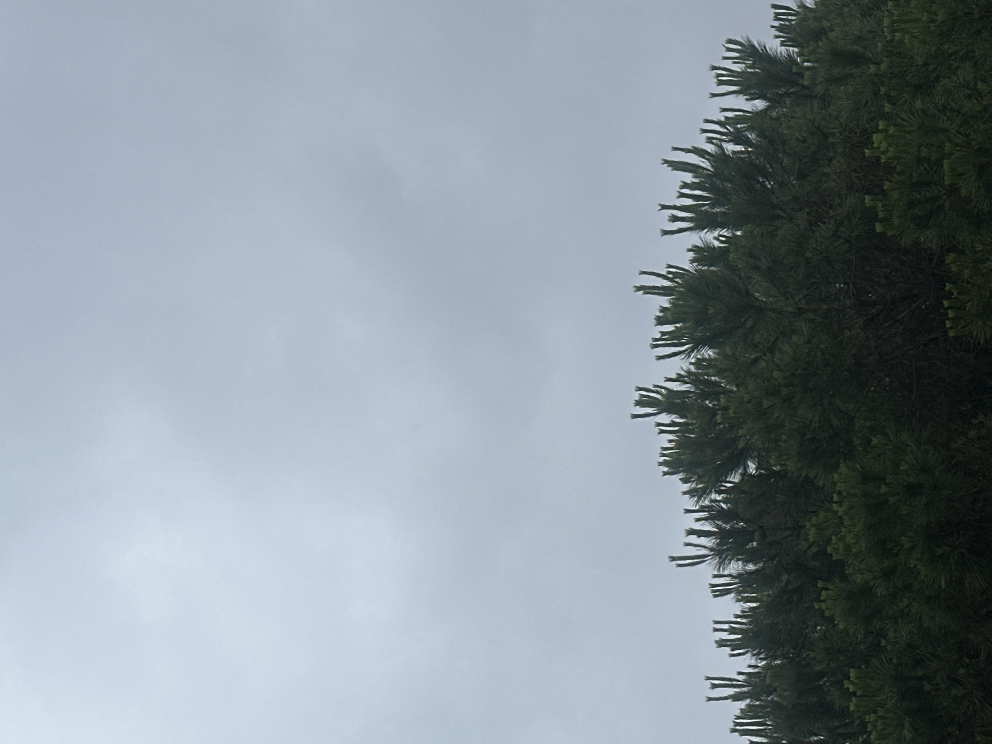The image displays an outdoor natural scene, likely in Sant Feliu de Guíxols, Spain, characterized by a dominant overcast sky and a dense tree canopy. The sky, occupying approximately two-thirds of the frame, is a uniform light grey, indicating heavily clouded conditions with no direct sunlight.
Along the right side of the image, the rich, dark green foliage of a coniferous tree fills the remaining third. The branches, thick with needle-like leaves, form a textured, fringed silhouette against the pale sky, suggesting a very dense and lush canopy. The perspective appears to be an upward shot, with the tree framing the right edge of the sky.
No human figures, animals, or man-made structures are visible, emphasizing the natural elements. There is no discernible activity taking place, and no visible text. The scene conveys a quiet and calm atmosphere under a muted, grey sky.