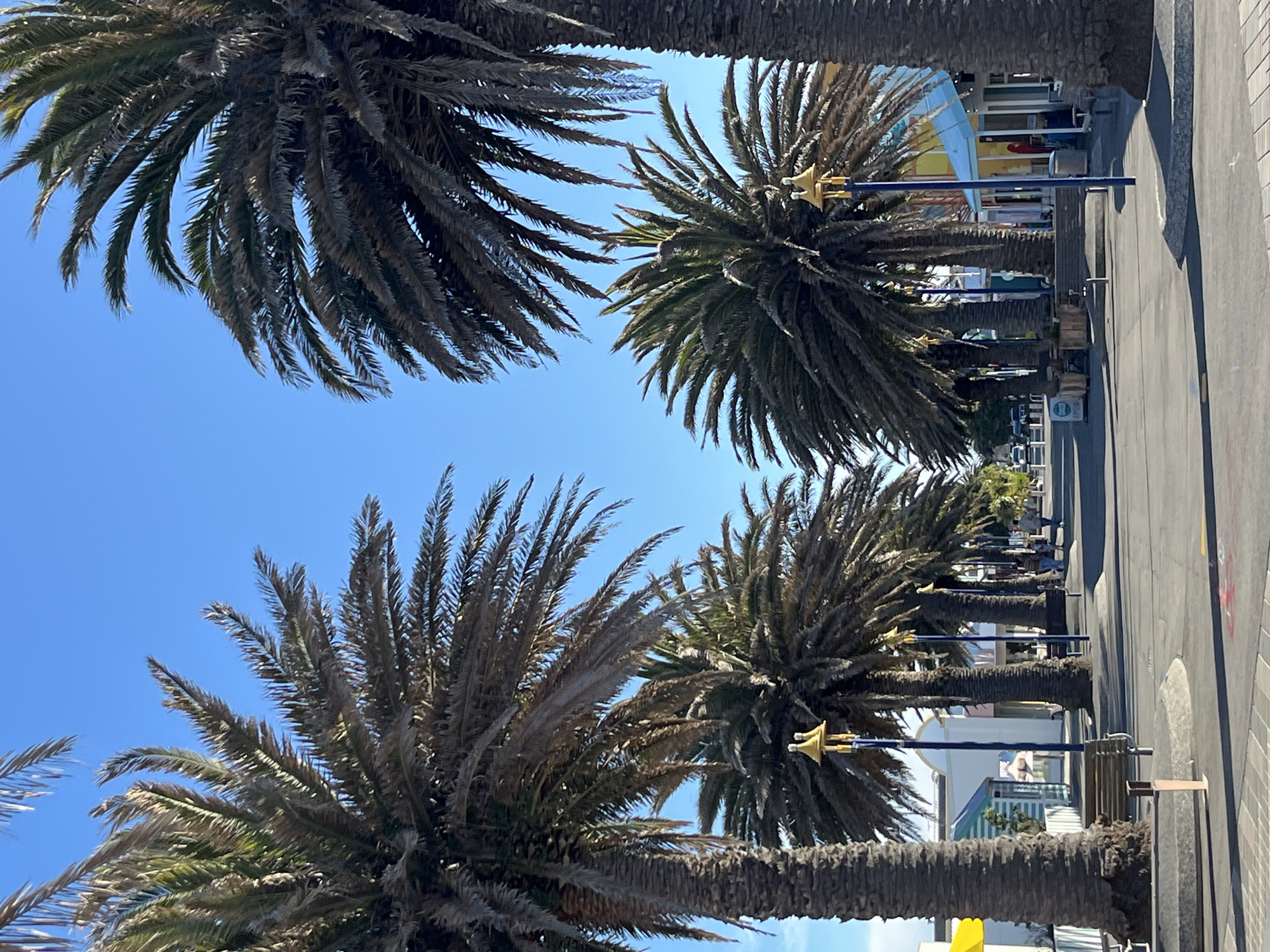 The image depicts a street scene lined with tall palm trees on a clear, sunny day. The palm trees, some with sparse fronds, flank a paved walkway leading into the distance. Several lampposts with decorative yellow tops are positioned along the walkway. Buildings with colorful facades are visible behind the palm trees, suggesting a commercial or entertainment district. In the background, a few people are walking along the path, and vehicles are present further down the street. The overall impression is a vibrant, possibly tourist-oriented area. This scene is characteristic of the areas around the seaside in Christchurch, New Zealand, such as Sumner or the Brighton Esplanade, known for their sunny weather and coastal ambiance.