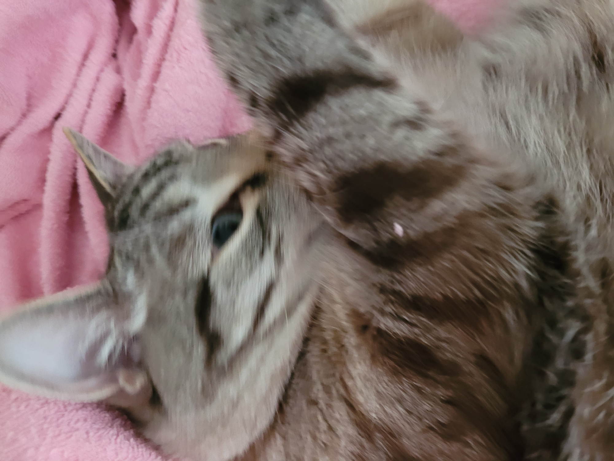 The image is a close-up, blurry shot of a tabby cat lying on a pink fuzzy blanket. The cat's head is angled towards the right, with its left ear clearly visible and its right ear partially obscured. Its fur is a mix of grey, brown, and black stripes. One of the cat's paws is raised and partially covering its face, with stripes visible on the paw. The background is entirely the pink blanket, which is soft and textured. The lighting is soft and diffused, creating a warm and cozy atmosphere. There are no people or other animals present in the image. The scene appears to be indoors, in a domestic setting, although the specific location within a city is unknown.