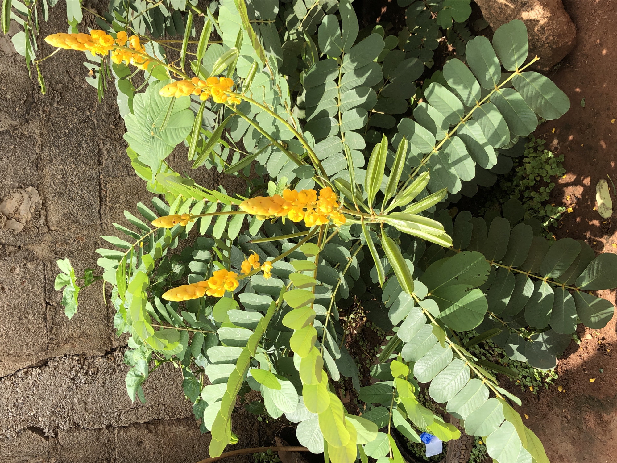 The image captures an overhead view of a vibrant plant, most likely a *Senna alata* (Candle Bush), with prominent yellow flowers and green foliage. The plant occupies the majority of the frame, showcasing several erect, spike-like clusters of bright yellow flowers. Some clusters display individual small, open yellow blooms, while others are still in bud form, appearing as tightly packed yellow cones.
The plant's leaves are large and pinnately compound, featuring multiple oval-shaped leaflets arranged along a central stem. The foliage exhibits varying shades of green; older leaves are a deeper, somewhat muted green, while younger leaves appear a lighter, more yellowish-green. Sunlight illuminates the plant, casting clear shadows on the leaves and ground, indicating a bright, sunny day.
To the left, a textured, rough concrete or stone wall is visible. To the right and bottom, reddish-brown soil is exposed, suggesting an outdoor garden or natural environment. In one of the detailed crops, a small, dark insect, possibly a bee or wasp, is captured in flight near a flower cluster, hinting at ongoing pollination. No visible text is present in the image. The scene conveys a sense of lush, healthy growth in a sun-drenched setting.