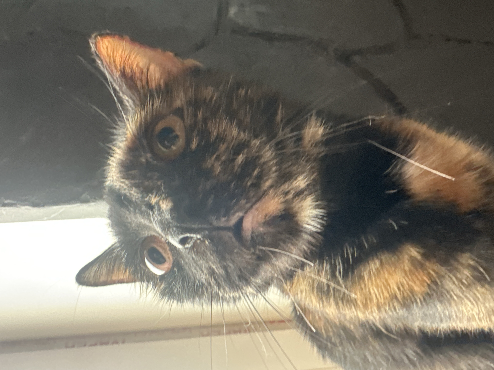 A close-up, vertical, medium shot shows a tortoiseshell cat looking upwards with a slightly surprised expression. The cat's fur is a mix of black, brown, and orange. Its eyes are wide and a light brown color. The background on the left appears to be a brightly lit, light-colored surface, possibly a wall or window. The background on the right is dark and textured, resembling brick or stone. The cat's whiskers are prominent and white. The image does not provide any information about the location in the city of Virki, Russia.