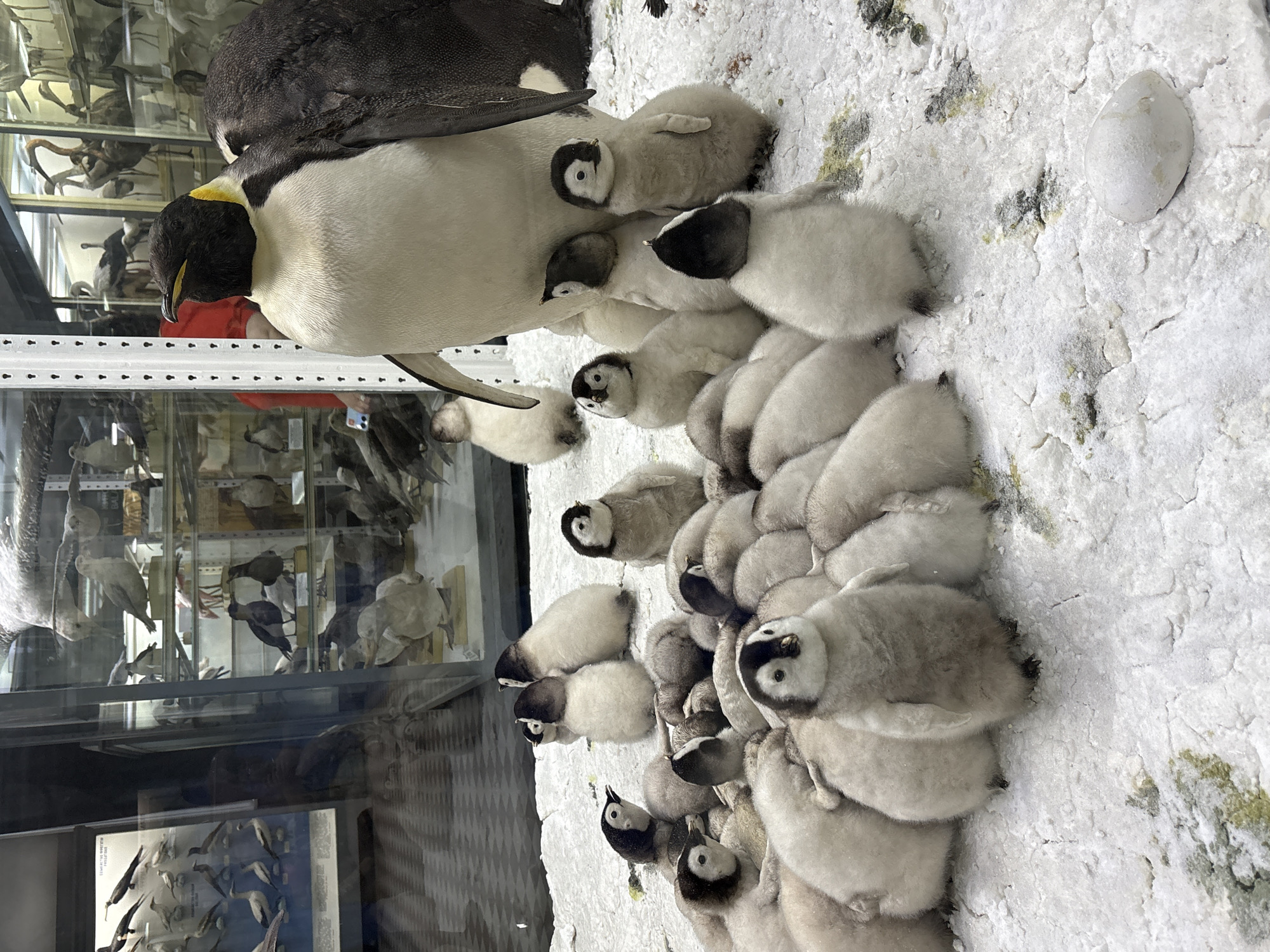 The image depicts a museum exhibit featuring taxidermied penguins and chicks in a simulated snowy environment. A large adult emperor penguin stands prominently in the center, surrounded by a huddle of fluffy chicks. The background shows shelves filled with other preserved birds, suggesting the exhibit is part of a natural history museum. Reflections in the glass display case indicate the presence of observers and the surrounding museum environment, including what appears to be part of a display of other birds in a diorama on the left. The scene is likely located within the Zoological Museum of the Russian Academy of Sciences in Saint Petersburg, Russia, given the context of a prominent natural history museum in the city.