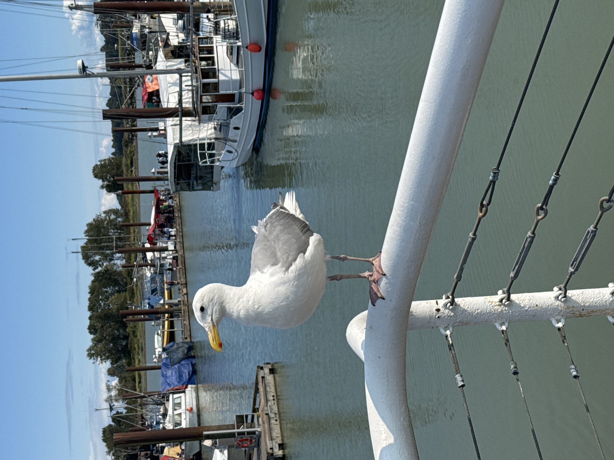 A seagull stands on a white railing in the foreground, its body facing right. The bird has white and grey feathers and a yellow beak with a red spot at the tip. The background shows a body of water with several boats docked. The boats vary in size and design, with some appearing to be fishing vessels. A line of trees is visible on the far bank of the water. The sky is clear and blue with a few wispy clouds. The overall scene is of a harbor on a sunny day. The location is identified as the city of Richmond, Canada.