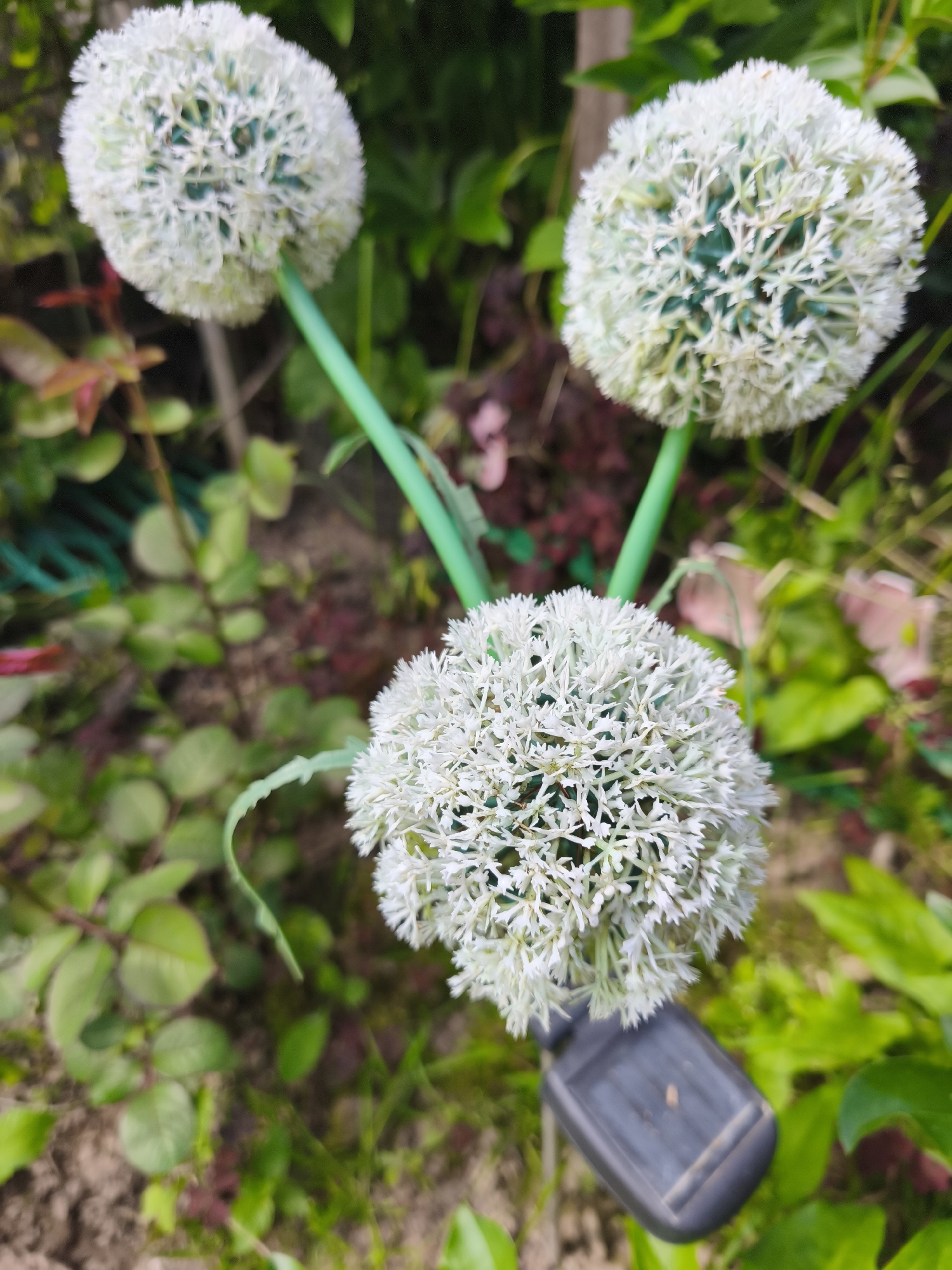The image shows three decorative white dandelion-shaped lights positioned in a garden. Two lights are in the upper background, and one is in the lower foreground. The lights are mounted on green stems that converge at a central point. The foreground light has a black solar panel base. The garden is filled with green foliage and some reddish-brown leaves. The scene appears to be an outdoor residential garden. There is no discernible information about the city of Puchezh, Russia, within the image itself.