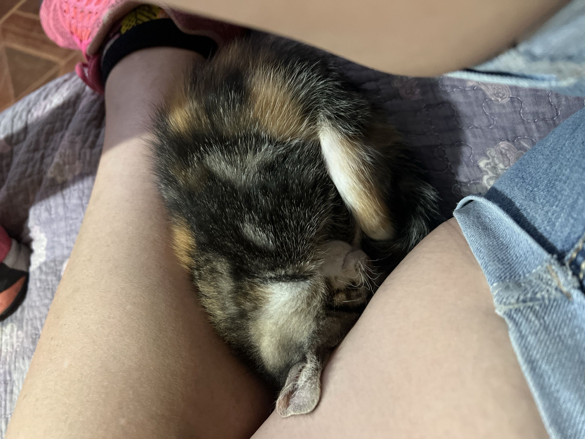 A close-up, high-angle shot captures a small, tricolor cat, likely a calico or tortoiseshell kitten, curled up and sleeping peacefully between a person's legs. The kitten's fur displays a mottled pattern of black, brown/orange, and white, with its head tucked deeply into the person's thigh. One tiny, light-colored paw is visible near the bottom center. The person's bare legs are prominent in the frame, suggesting they are seated. On the left side, a foot wearing a vibrant pink sock with a black cuff is partially visible. On the right, light blue denim shorts or a skirt covers part of the leg. Beneath the cat and legs, a quilted blanket or throw with a patterned design in shades of grey and purple is spread out. The lighting appears soft, indicating an indoor setting, likely a comfortable moment at home in Arica, Chile. The scene conveys a sense of tranquility and warmth, highlighting the bond between the pet and its owner. There is no visible text in the image.