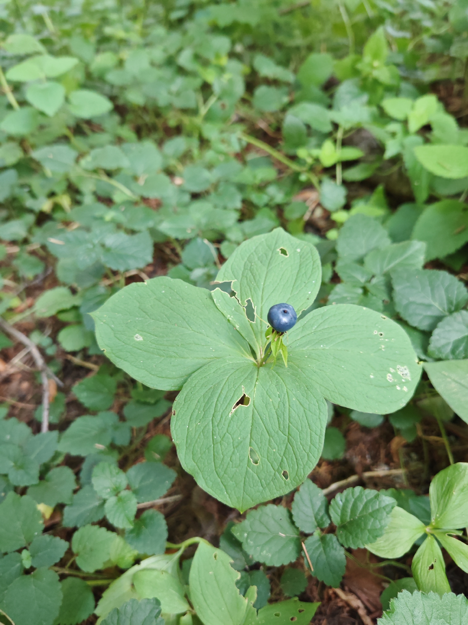 A single, dark blue berry sits atop a plant with four broad, green leaves arranged in a whorl. The leaves show some damage, with small holes and torn edges. The plant is surrounded by other green foliage and the forest floor, with hints of brown soil and pine needles. The overall scene is natural and appears to be in a wooded area. The image does not contain any information about the city of Rosinka, Russia, nor does it depict any people or actions.