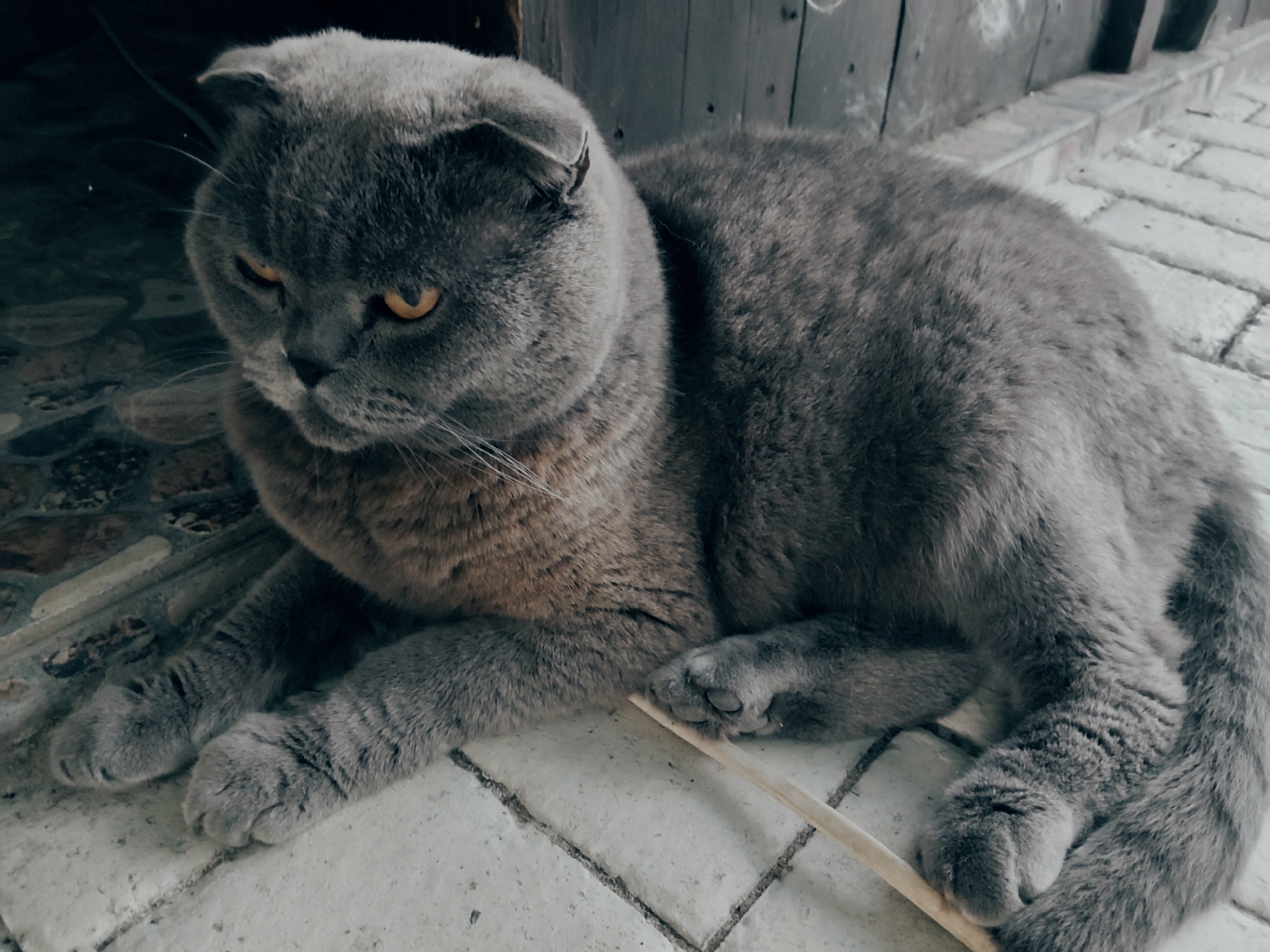 A grey Scottish Fold cat with orange eyes is lying down on a tiled surface. The cat is facing left and appears to be looking at something off-camera. The background consists of wooden planks and a tiled walkway. The scene is indoors or in a covered outdoor area. The image was taken in Kharkiv, Ukraine.