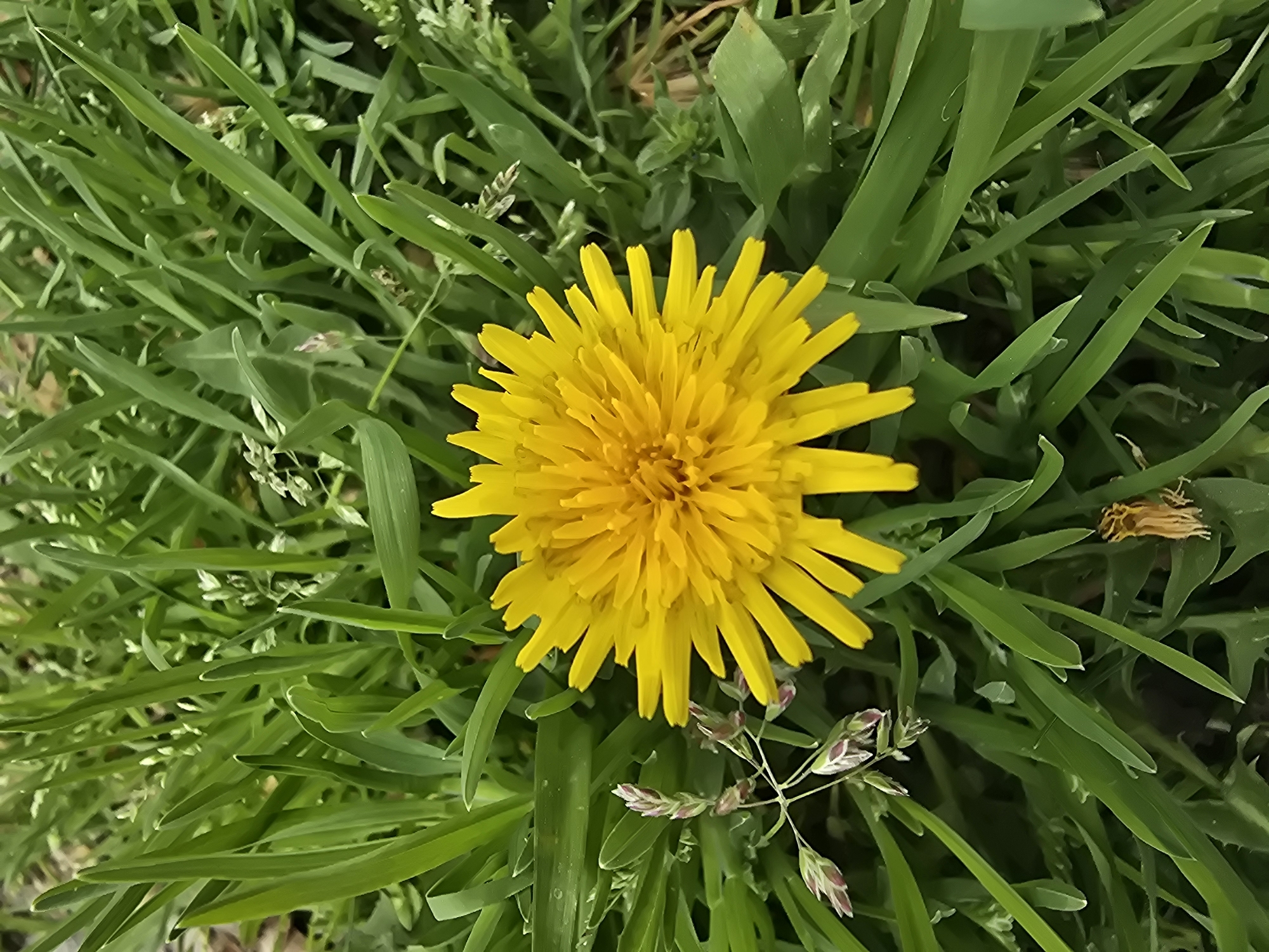 A bright yellow dandelion flower blooms amidst a field of green grass. The image appears to have been taken outdoors, likely in a grassy area or lawn in Unknown, Unknown. The composition focuses on the dandelion and the surrounding vegetation.