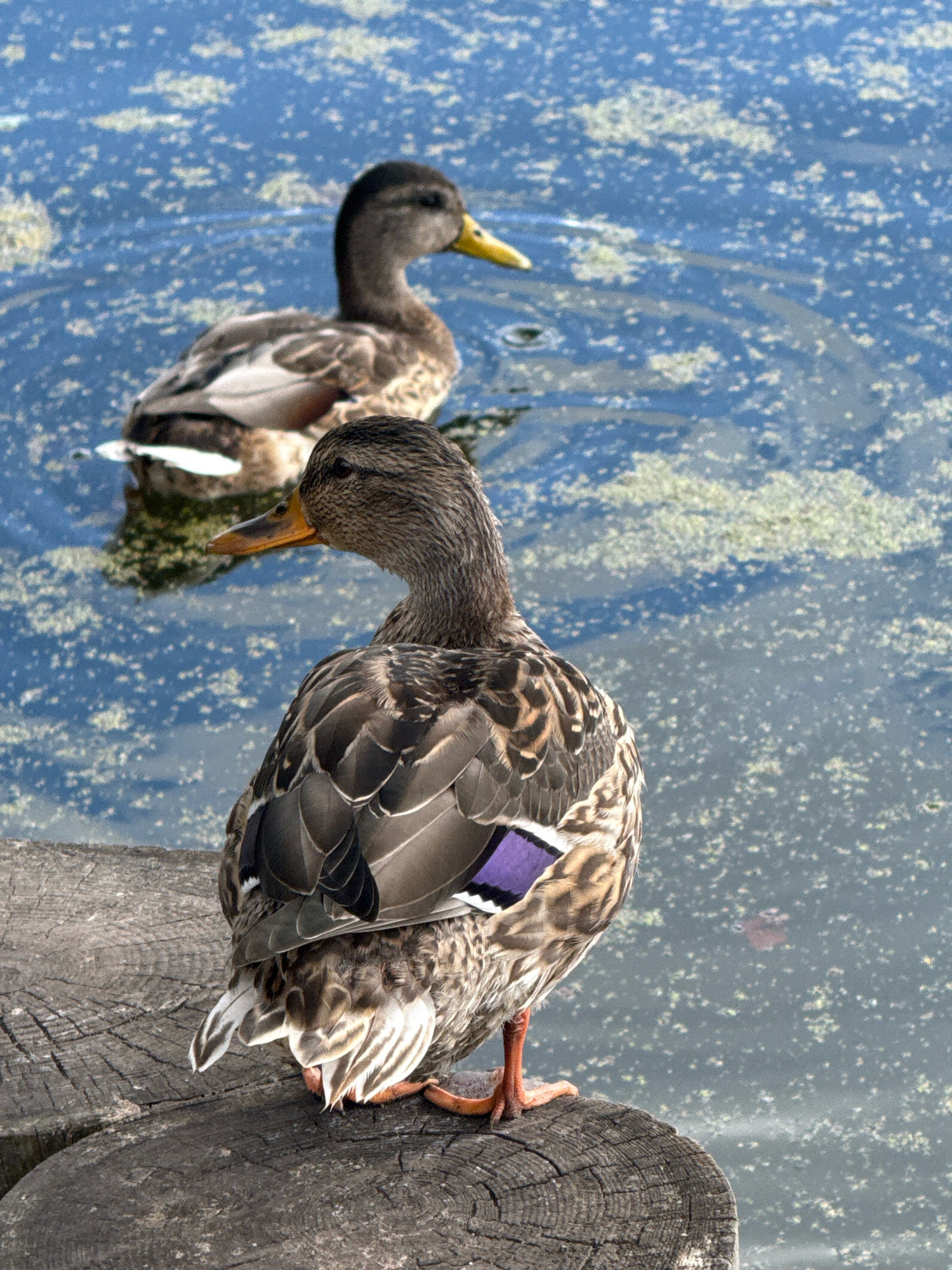 Two mallard ducks are present. The primary subject, in the foreground, is facing away from the viewer, perched on a weathered wooden log. This duck has brown and grey mottled plumage, with iridescent purple speculum feathers visible on its wing. Its orange feet are on the log. Behind it, a second mallard duck is swimming in a body of water. The water is blue and appears to be covered in scattered green algae or duckweed. The background is out of focus. The scene is set in the city of Arkhangel'skoe, Russia, likely within a park or natural area with a pond or lake.