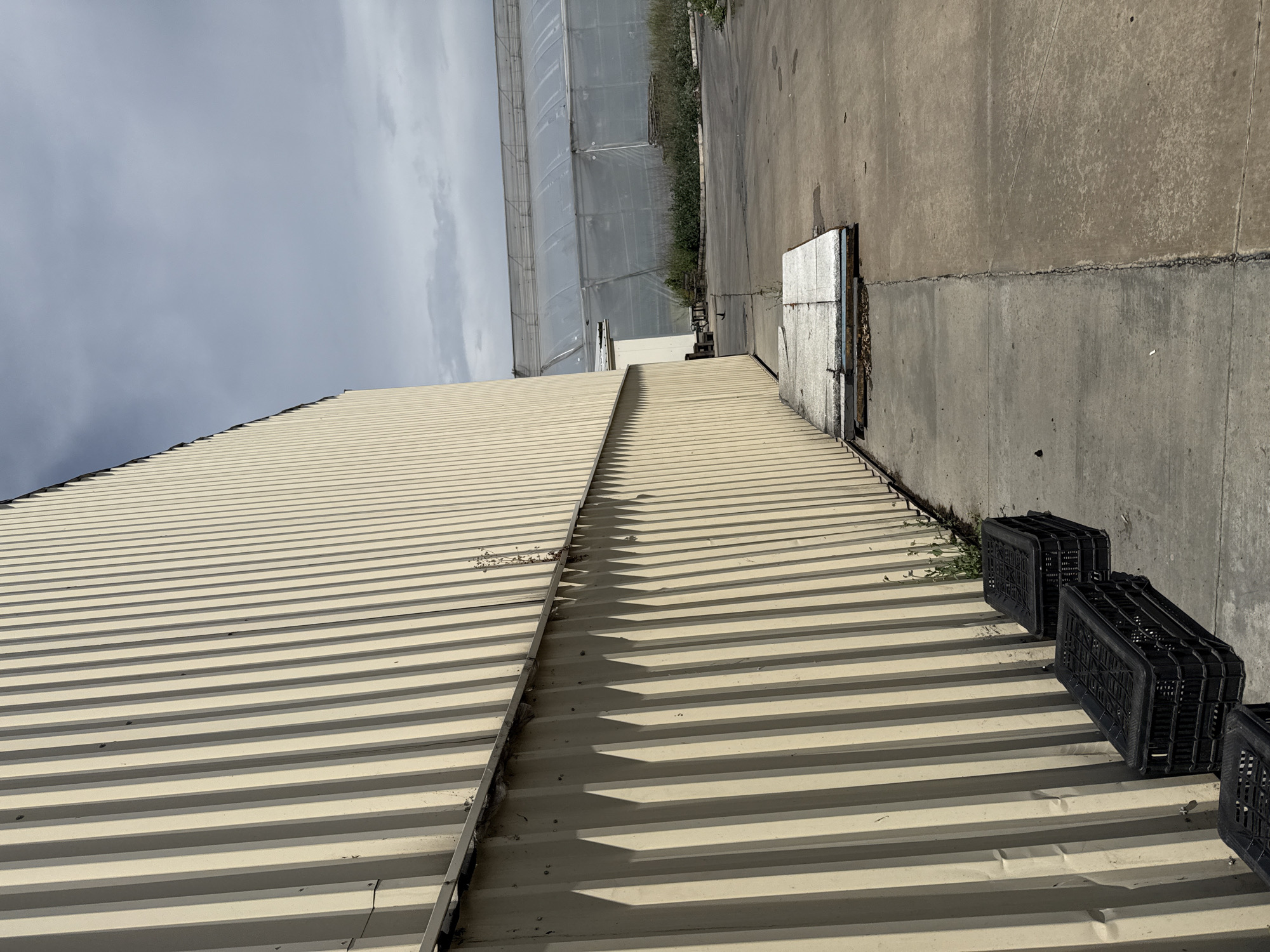 The image displays an exterior view of an agricultural or industrial complex, captured from a slightly elevated perspective. The scene is static, showing no explicit activity.
In the foreground, a large, light-colored, corrugated metal roof of a building dominates the lower half of the frame. The roof, possibly a warehouse or factory, extends diagonally from the bottom left towards the center, receding into the distance. Shadows clearly delineate the parallel ridges of the corrugated metal. Towards the right edge of the roof, three black plastic crates are visible, positioned near an adjacent concrete structure.
To the right of the roof and extending into the midground, there is a weathered concrete ground or pathway. A white or silver-colored pallet-like object rests on this concrete surface. A concrete wall runs along the right side of the image, bordering the path. Sparse weeds and small plants grow in the cracks where the roof meets the concrete wall and along the edges of the pathway.
In the background, beyond the concrete path, a series of large, elongated greenhouses, or poly-tunnels, are visible. These structures are covered in a translucent, white material, indicating their use for cultivation. Some vegetation can be seen between the concrete path and the greenhouses.
The sky, occupying the upper left portion of the image, is overcast with soft, diffused clouds, suggesting a cloudy day. The overall impression is one of a functional, utilitarian environment. No visible text is present in the image. The original image file is rotated 90 degrees clockwise from a typical horizontal landscape orientation. The location is Stara Zagora, Bulgaria.