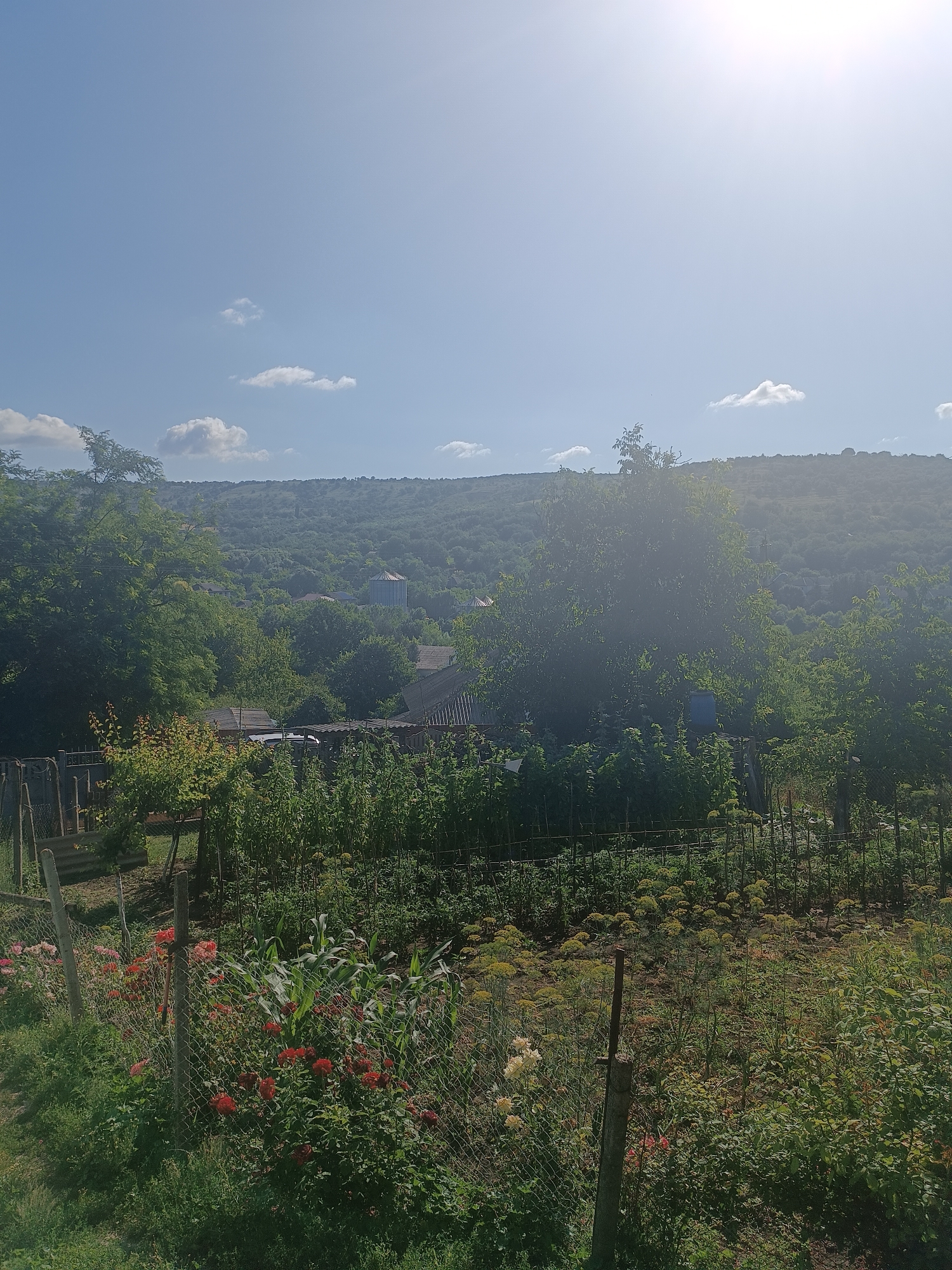 The image depicts a sun-drenched rural landscape, likely in or near Cristești, Moldova. In the foreground, a garden is visible, featuring blooming red roses, corn stalks, and other lush greenery. A chain-link fence runs through the garden, partially obscuring some of the plants. A wooden fence is also present on the left side of the frame. Beyond the garden, several buildings and structures are scattered amongst dense trees, suggesting a small village or hamlet. In the background, rolling hills covered in vegetation dominate the horizon. The sky is a clear, bright blue with a few scattered white clouds, and the sun is shining intensely, casting a bright glare in the upper right portion of the image. There are no people visible in the scene. The overall impression is one of a peaceful, verdant countryside setting.