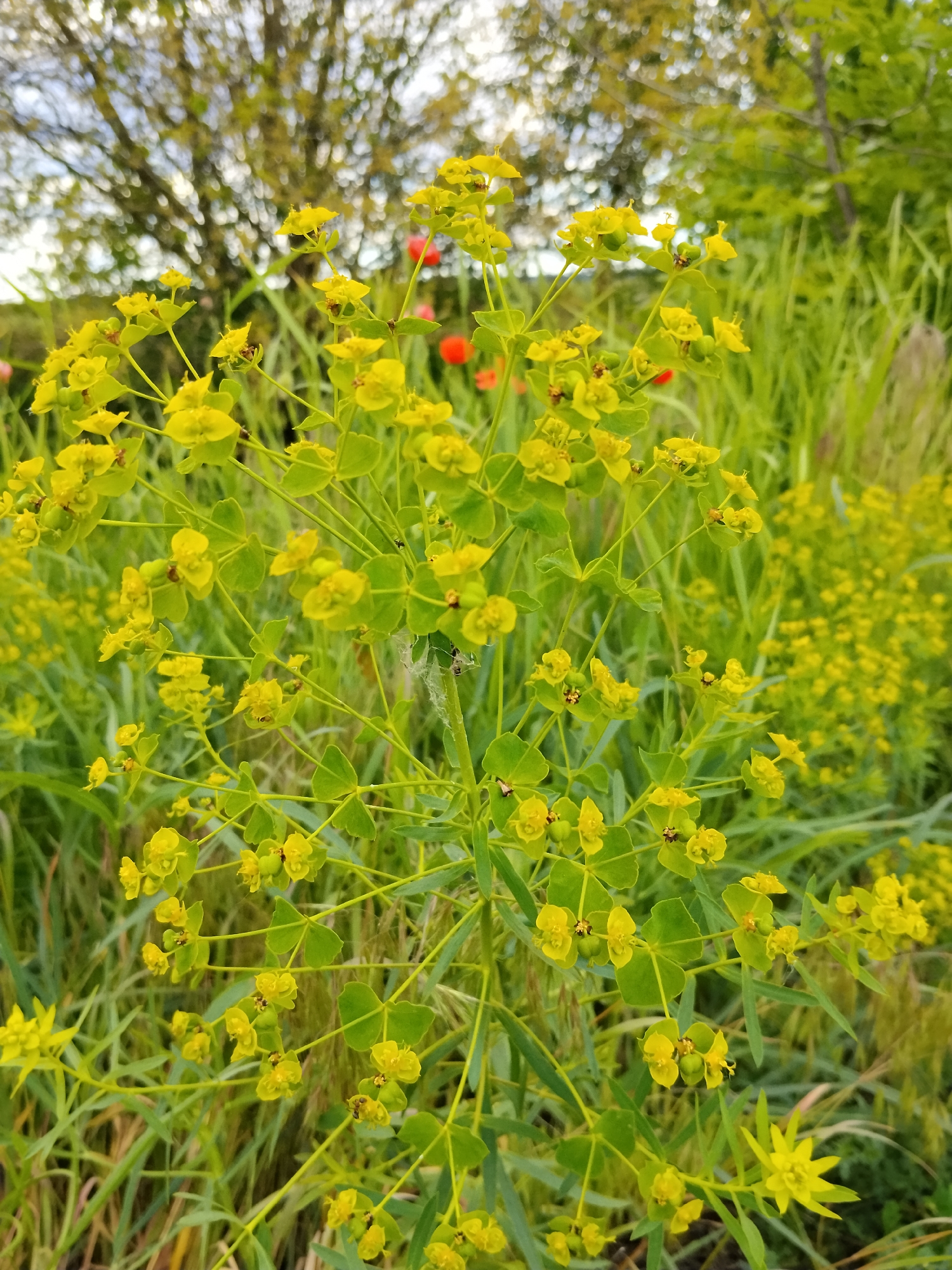 The image shows a cluster of Euphorbia esula, commonly known as leafy spurge, in a natural setting. The plants are characterized by their small, yellow-green flowers and lance-shaped leaves. Behind the spurge is tall grass and other vegetation, along with a blurry tree line in the background. Scattered red poppy flowers are also visible. The location is in Ustyvytsia, Ukraine.