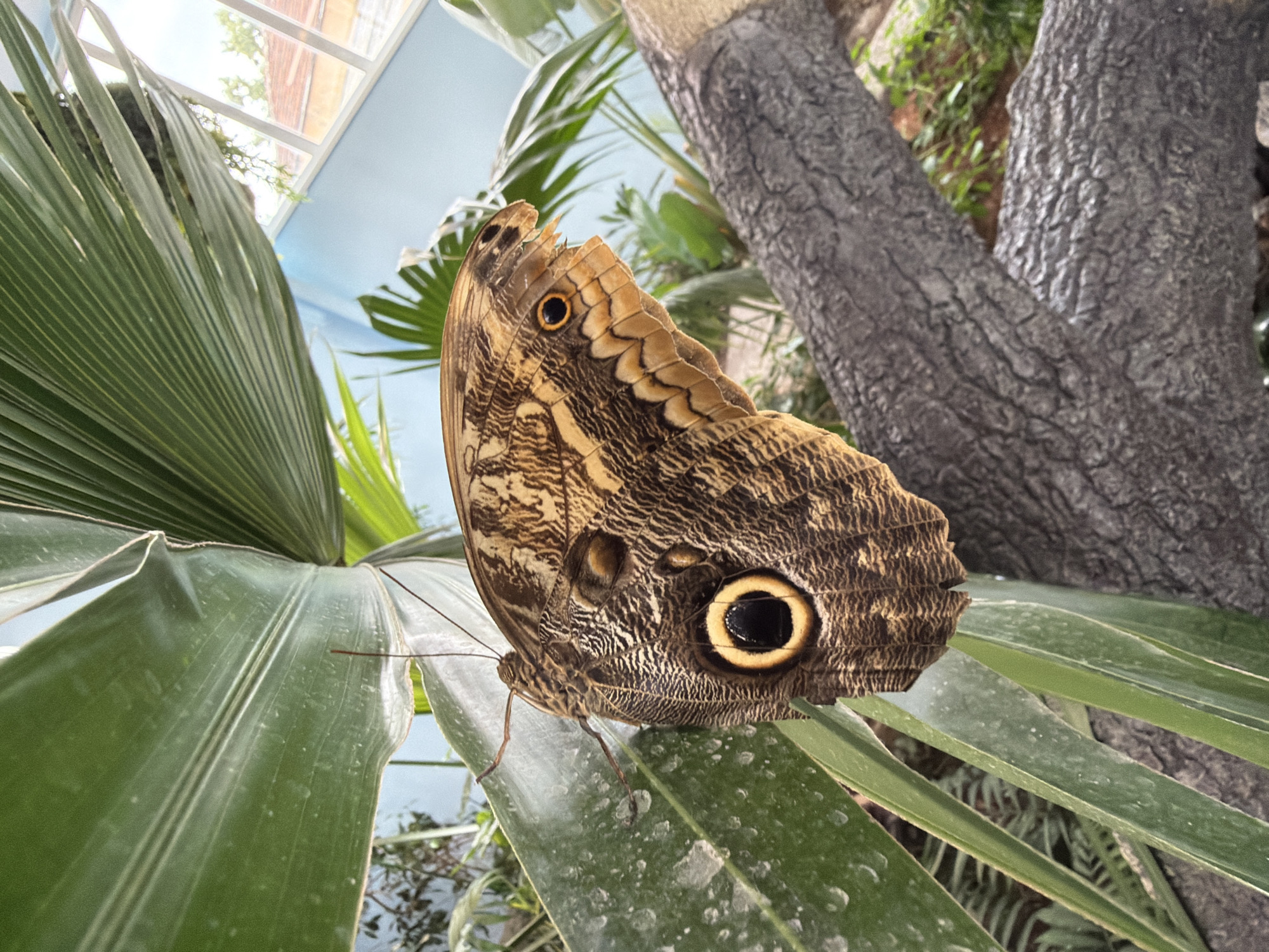 This is a medium shot, eye-level, vertical, outdoor photograph of a large owl butterfly (Caligo memnon) perched on a broad, green leaf. The butterfly's wings are predominantly brown with intricate patterns of lighter brown and black lines. A prominent, circular "eyespots" are visible on the lower part of the wings, each featuring a black pupil surrounded by yellow and brown rings. The butterfly's antennae are visible, extending forward.
The butterfly is positioned on the left side of the frame, its body facing mostly to the right. The leaf it rests on is glossy and appears to have water droplets on its surface. Behind the butterfly, a large, textured, grey tree branch is visible, running diagonally from the bottom right to the center of the frame. Further in the background, lush green foliage and a light blue wall suggest an indoor botanical garden or greenhouse. Sunlight filters through what appears to be a glass roof or windows, casting a bright glow and revealing glimpses of an outdoor environment with terracotta-tiled roofs and green trees, possibly indicating a setting in Plovdiv, Bulgaria. The overall atmosphere is one of natural beauty and tranquility.