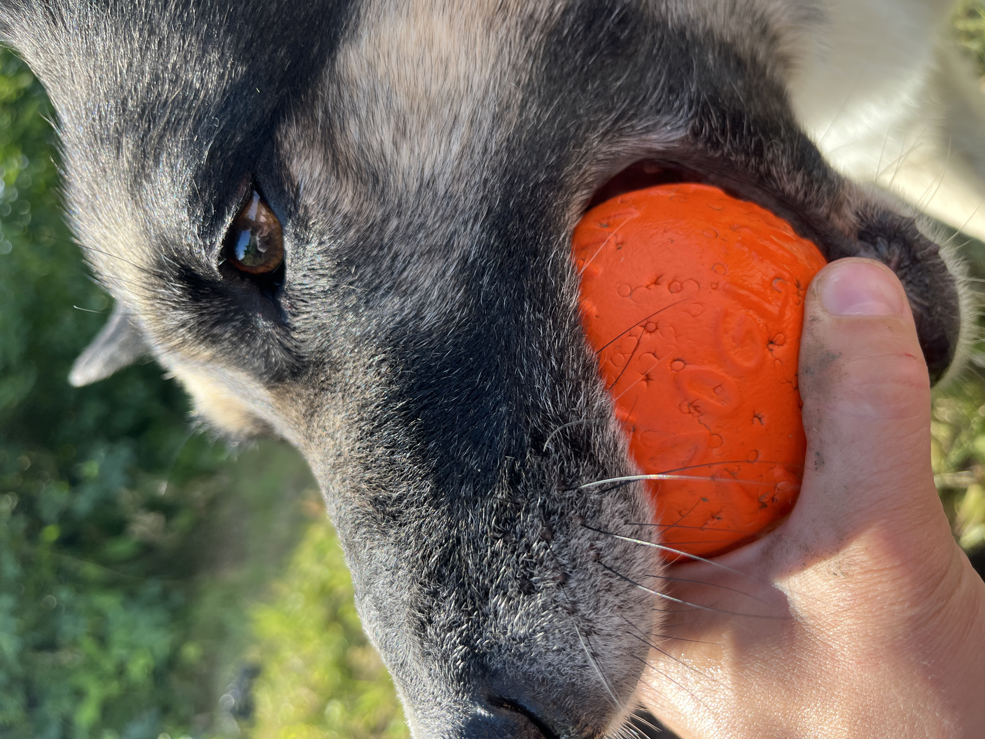 A close-up shot shows a dog's face with an orange ball in its mouth, held by a person's hand. The dog has grey and black fur around its eye, which is visible and brown with a reflection. Its muzzle is covered in short, coarse fur, and long whiskers extend outwards. The orange ball has a textured surface with small circular indentations. The person's hand, partially visible on the right side of the frame, appears to be holding the ball firmly in place. The background is blurred and shows a natural setting with green foliage, suggesting an outdoor environment. The lighting suggests it is daytime, possibly with sunlight filtering through trees, casting shadows and highlights on the dog's fur and the person's hand. The image captures a moment of interaction between the dog and the person, likely during a game of fetch or play.