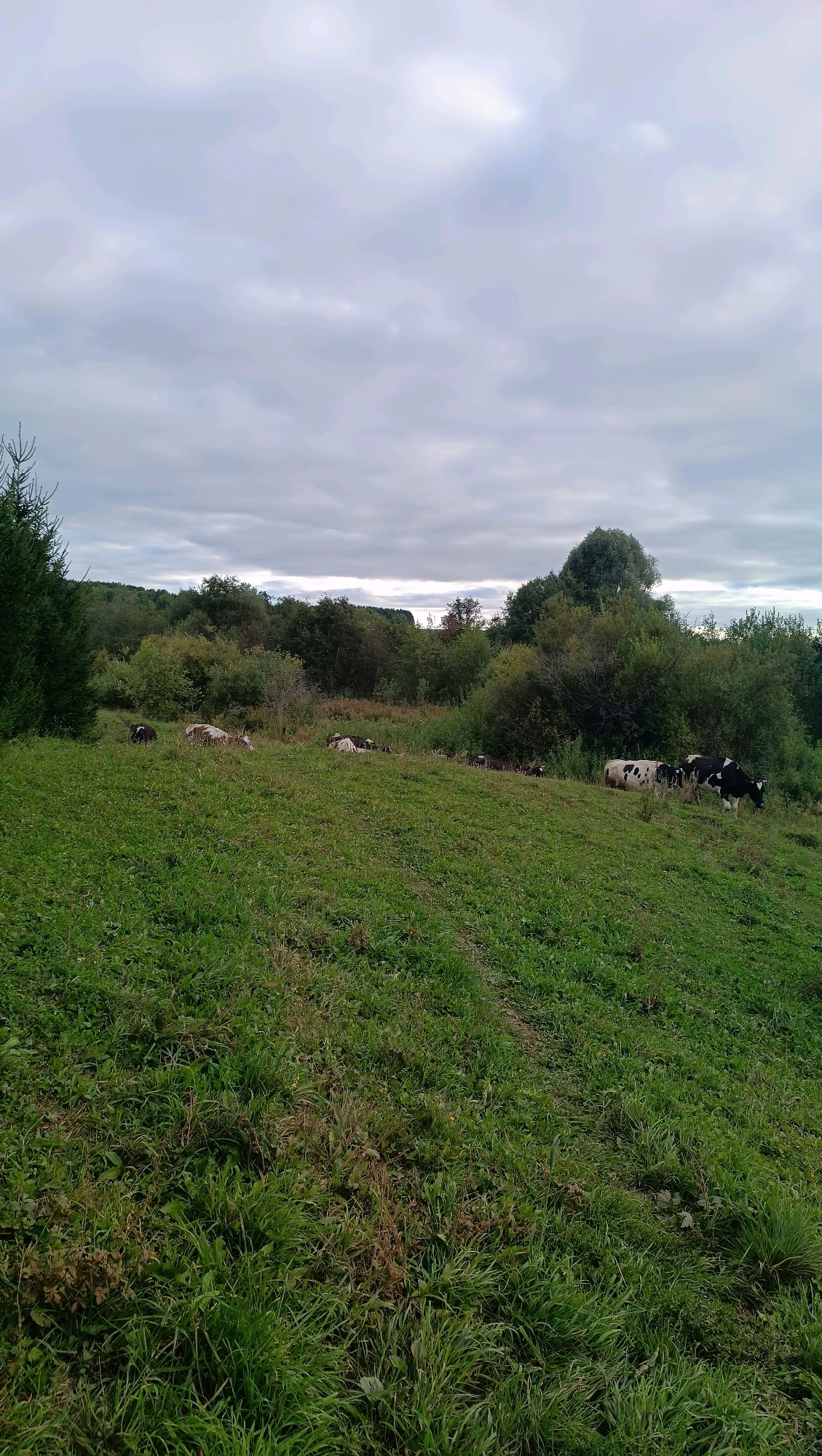 The image depicts a pastoral scene with several cows grazing and resting on a grassy hillside under a cloudy sky. The environment is rural, with dense green foliage and trees forming the background. In the mid-ground, a group of cows, some black and white and others appearing lighter in color, are scattered across the slope. Some are standing, while others are lying down. A dark path or track is visible winding through the grass. The sky is overcast with a uniform gray hue. The image does not contain any identifiable landmarks or features that would suggest a specific location within the city of Karsha, Russia.
