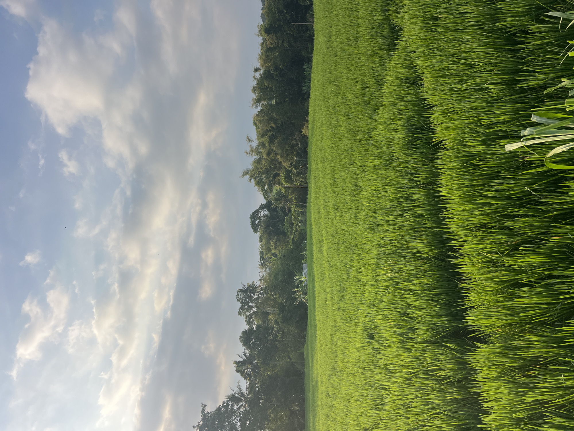 This is an outdoor, vertical, eye-level shot of a vibrant green rice paddy in Kediri, Indonesia, bathed in the soft light of a partially cloudy sky. The rice plants are lush and tall, filling the foreground and midground of the image. In the background, a dense line of trees, including what appear to be bamboo and palm trees, separates the field from the sky. The sky itself is a mix of blue and soft, diffused white clouds, with the sun likely positioned to the left, casting a warm glow. There are no people or animals visible in the scene. The overall impression is one of natural beauty and tranquility, characteristic of rural Indonesian landscapes.