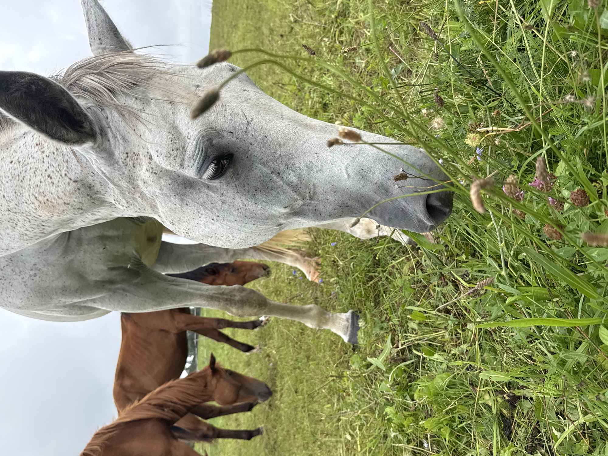 In Bendoriai, Lithuania, a close-up, low-angle shot captures a group of horses grazing in a grassy field under an overcast sky. The foreground is dominated by a dappled grey horse, its head lowered to eat grass, with its body partially visible. Its eye is visible, showing a dark pupil and a hint of the surrounding iris. The horse's muzzle is pressed into the green vegetation, with some small, fuzzy seed heads and delicate purple clover flowers visible near its mouth. Behind the grey horse, three brown horses are also grazing. One is closer to the viewer and its head is down, while the other two are further back. The grass is tall and lush, with patches of clover and other wildflowers interspersed throughout. The background is a soft blur of green and grey, with the faint outline of trees or distant foliage visible on the horizon. The overall impression is one of peaceful pastoral activity in a rural setting.