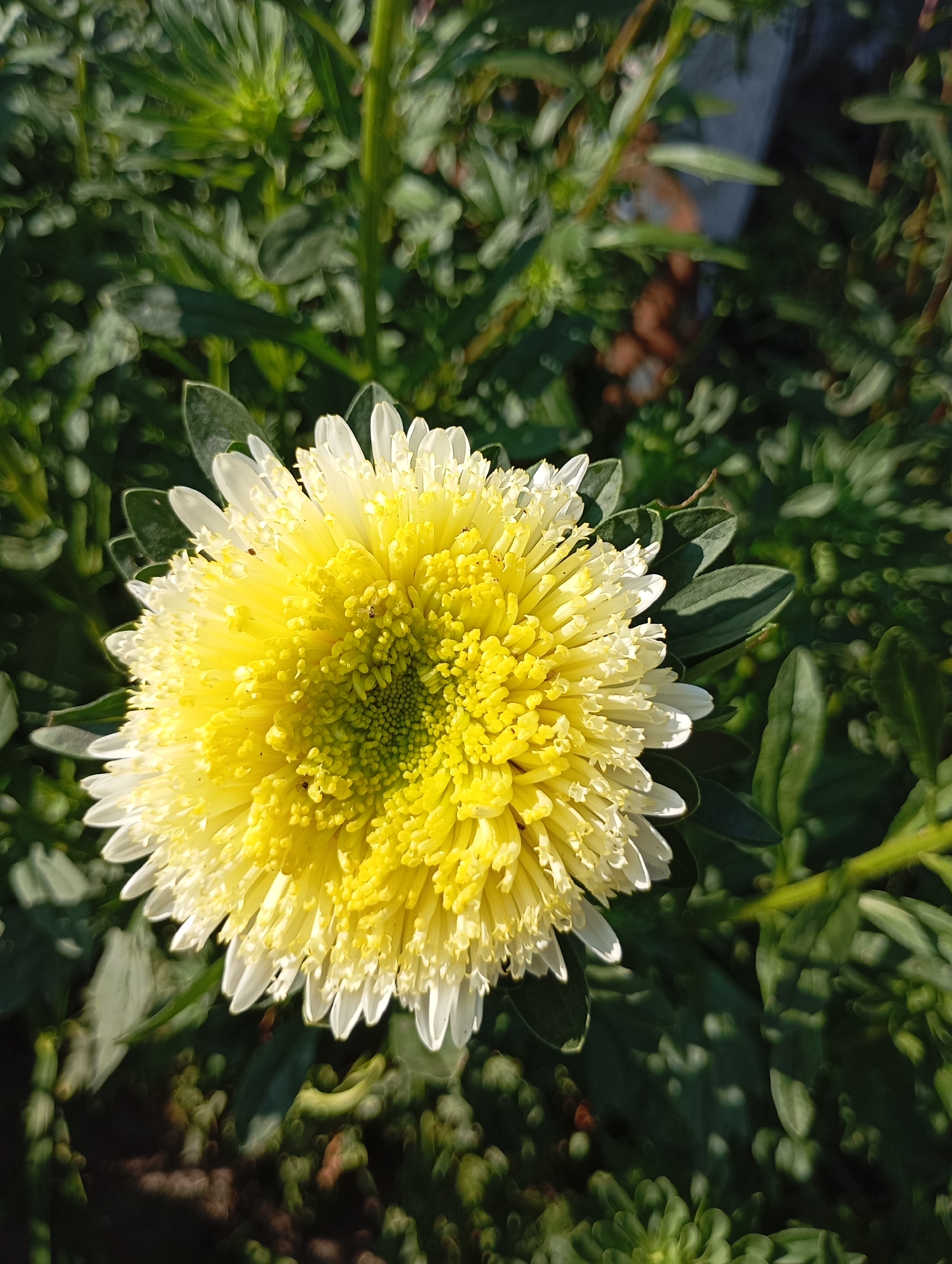 A close-up, top-down view of a blooming yellow chrysanthemum is captured in the image. The flower's center is a vibrant yellow, transitioning to delicate white petals towards the outer edges. The petals are slender and pointed, creating a spiky texture. Surrounding the flower are lush green leaves and stems, some in sharp focus and others blurred, indicating a shallow depth of field. The lighting suggests it is daytime, with sunlight casting shadows and highlighting the flower's details. The background is a dense foliage of green plants, with some blurred elements that could be part of a garden or natural setting. There are no people or animals visible in the image. The scene appears to be an outdoor setting. No specific location in Horishni Plavni, Ukraine can be determined from the visual information provided.