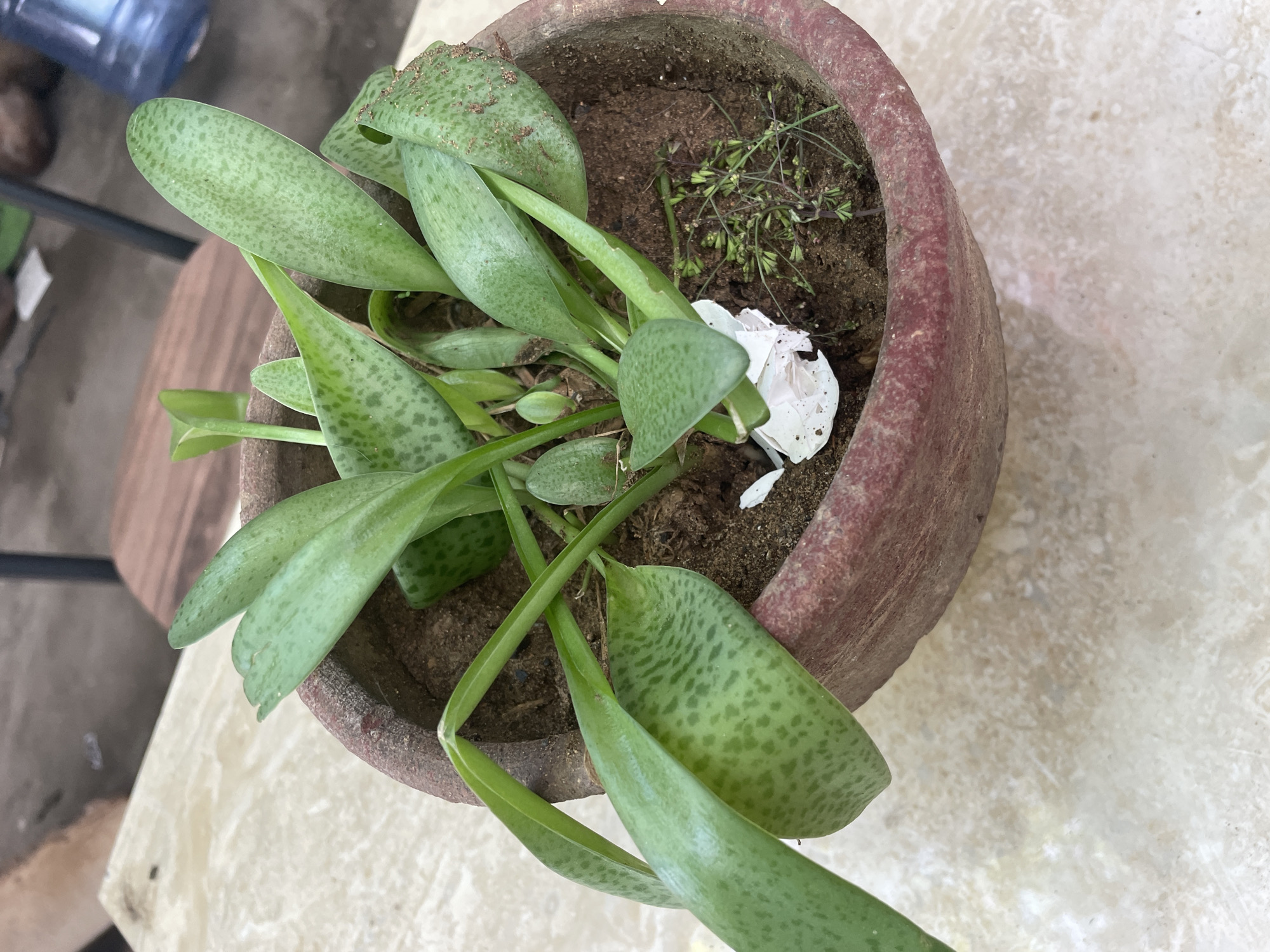 The image shows a plant in a red-brown clay pot, filled with dark soil. The plant has green leaves with a spotted pattern and some small emerging green shoots. The pot also contains some dry, withered vegetation and a white eggshell fragment. The image was likely taken in the city of Davao City, Philippines, but there are no specific features in the image confirming this location.