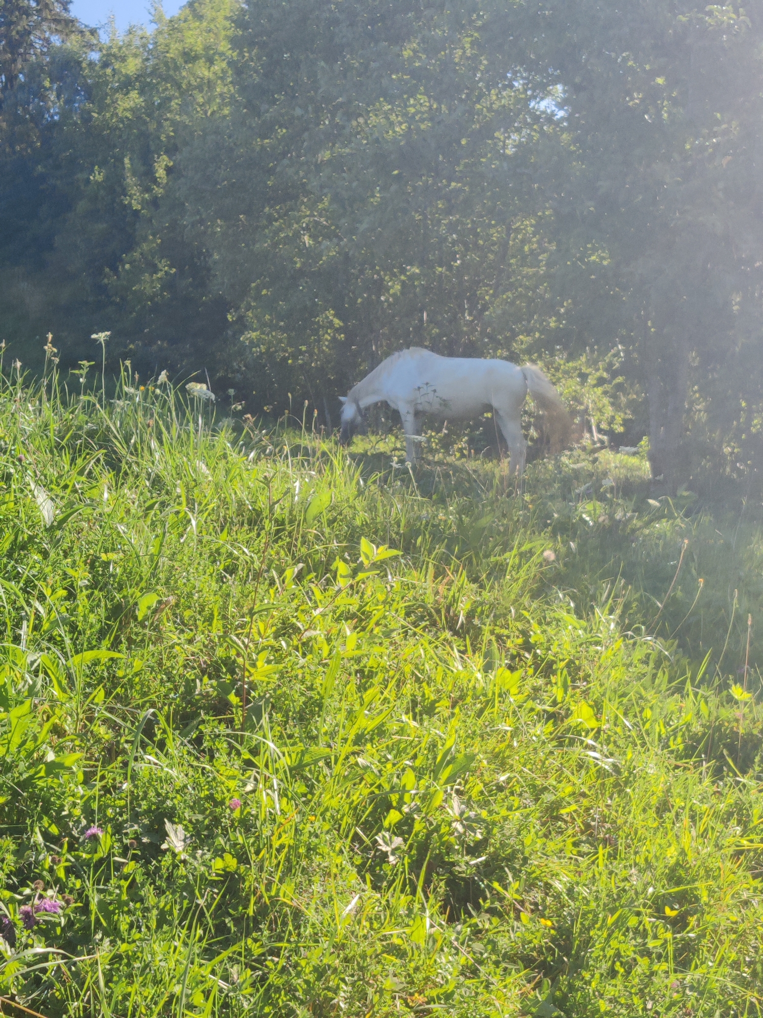 In a sun-drenched meadow near Izky, Ukraine, a white horse grazes amidst tall green grass and scattered wildflowers. The horse, mostly obscured by the foliage, is seen from the rear, with its tail fanned out and its head down as it eats. The meadow is vibrant with various plants, including tall grass, clover, and small purple flowers. In the background, dense trees form a dark, shadowy backdrop, with dappled sunlight filtering through the leaves. The sky above is a clear, bright blue. The overall scene depicts a peaceful rural setting on a sunny day.