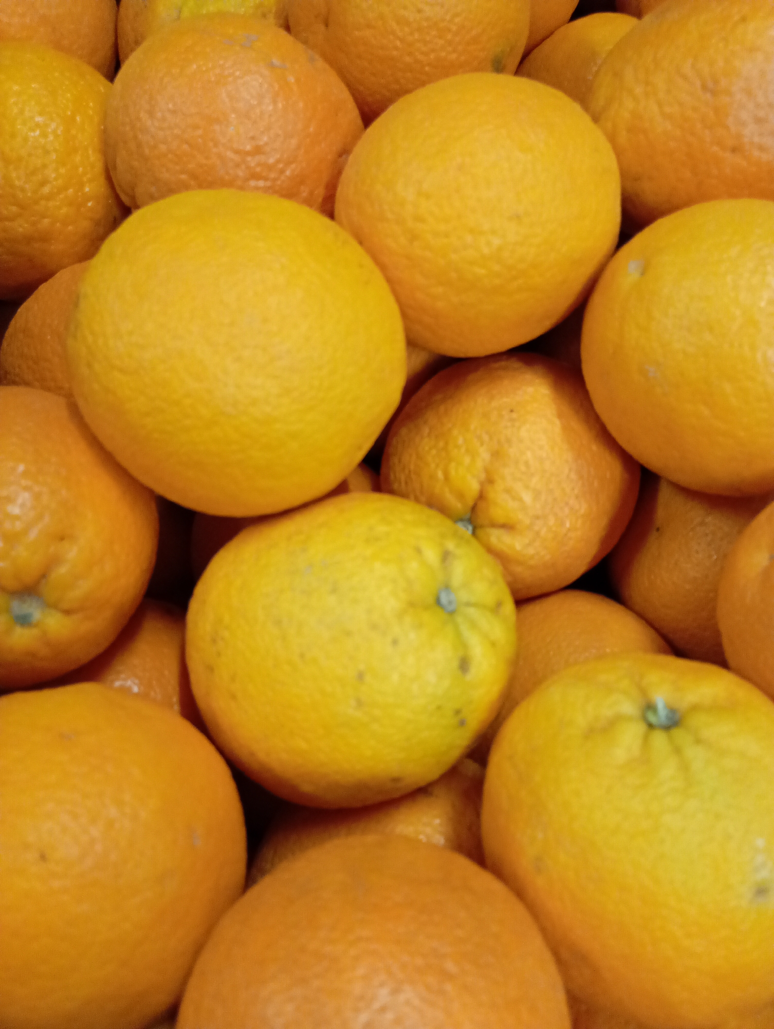 A close-up, vibrant image displays a dense pile of citrus fruits, predominantly oranges and some with a more distinct yellow hue. The fruits completely fill the frame, stacked loosely on top of each other, suggesting a bulk display. Their skins exhibit the typical textured, dimpled surface of citrus, with variations in color from bright yellow to deep orange. Some of the fruits show small, dark, or greenish spots, likely natural marks or remnants of the stem. The lighting is even, hinting at an indoor setting such as a market or grocery store in Kabile, Bulgaria. There are no people, activities, or visible text in the image; the sole focus is on the abundant, colorful fruit.