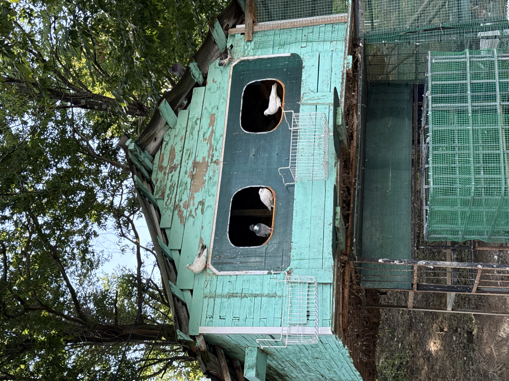 The image shows a weathered, teal-colored pigeon coop situated amongst trees. Several pigeons are visible on and within the coop. One white pigeon perches on the roof, while another white pigeon and a grey and white pigeon are inside the coop through two oval openings. Another grey pigeon is perched on the slanted roof section. Below the main coop structure, there appears to be a lower level with green mesh enclosures and metal bars, suggesting a more controlled environment for the birds. The overall scene conveys a rustic and somewhat neglected atmosphere, with peeling paint on the coop and debris visible beneath it. The presence of mature trees and foliage suggests an outdoor setting, possibly in a park or a backyard area. The image was captured in Oryol-Izumrud, Russia, a detail that grounds the scene in a specific geographical context, although no specific landmarks are identifiable within the frame.