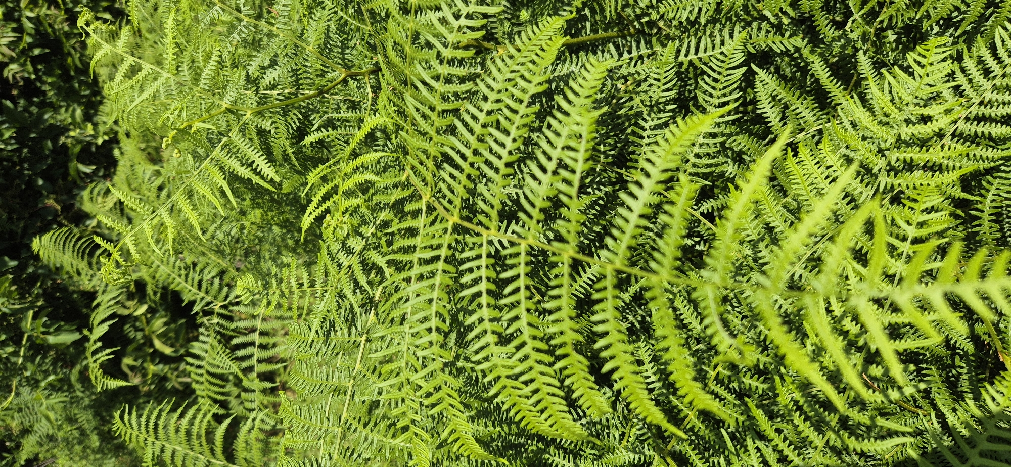 The image shows a close-up of dense, vibrant green fern foliage. The fronds are intricately detailed, with many small, serrated leaflets branching off the main stems. The lighting suggests a bright, sunny day, with some areas of the foliage appearing brightly illuminated and others in shadow, creating a sense of depth and texture. The background is filled with more ferns and other greenery, all contributing to a lush, natural setting. There are no people, animals, or man-made objects visible in the image. The scene appears to be outdoors in a natural environment, possibly a forest floor or a densely planted garden.