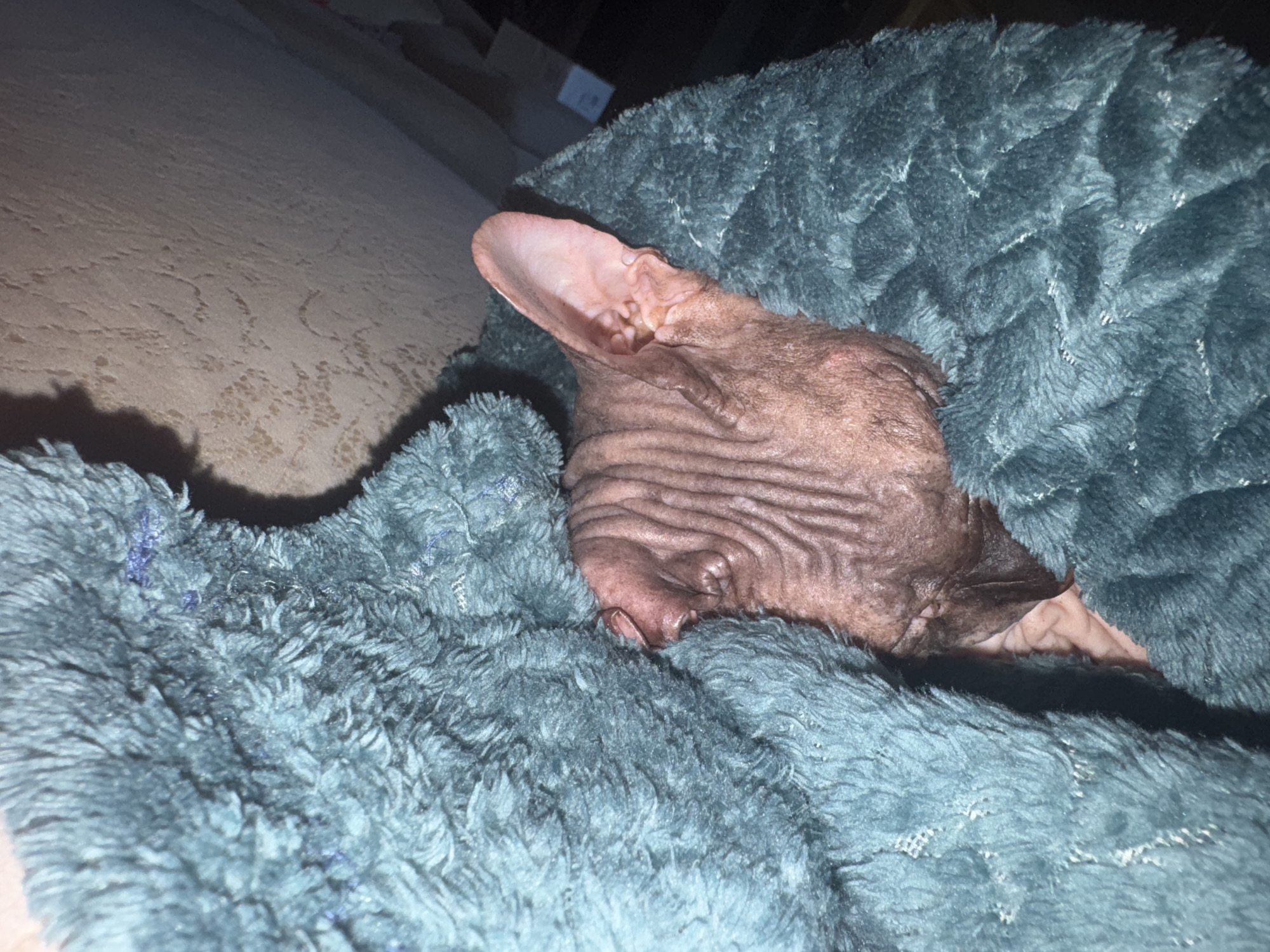 A close-up shot shows a hairless cat nestled in a teal, plush blanket. The cat's wrinkled skin is a reddish-brown hue, and its large, prominent ears are pink. The blanket has a textured, waffle-like pattern. The background is dimly lit and out of focus, with a hint of a beige surface on the left side of the frame. The lighting suggests an indoor setting at night. The image does not contain any discernible features that would place it specifically within the city of Nikolaevka, Russia.