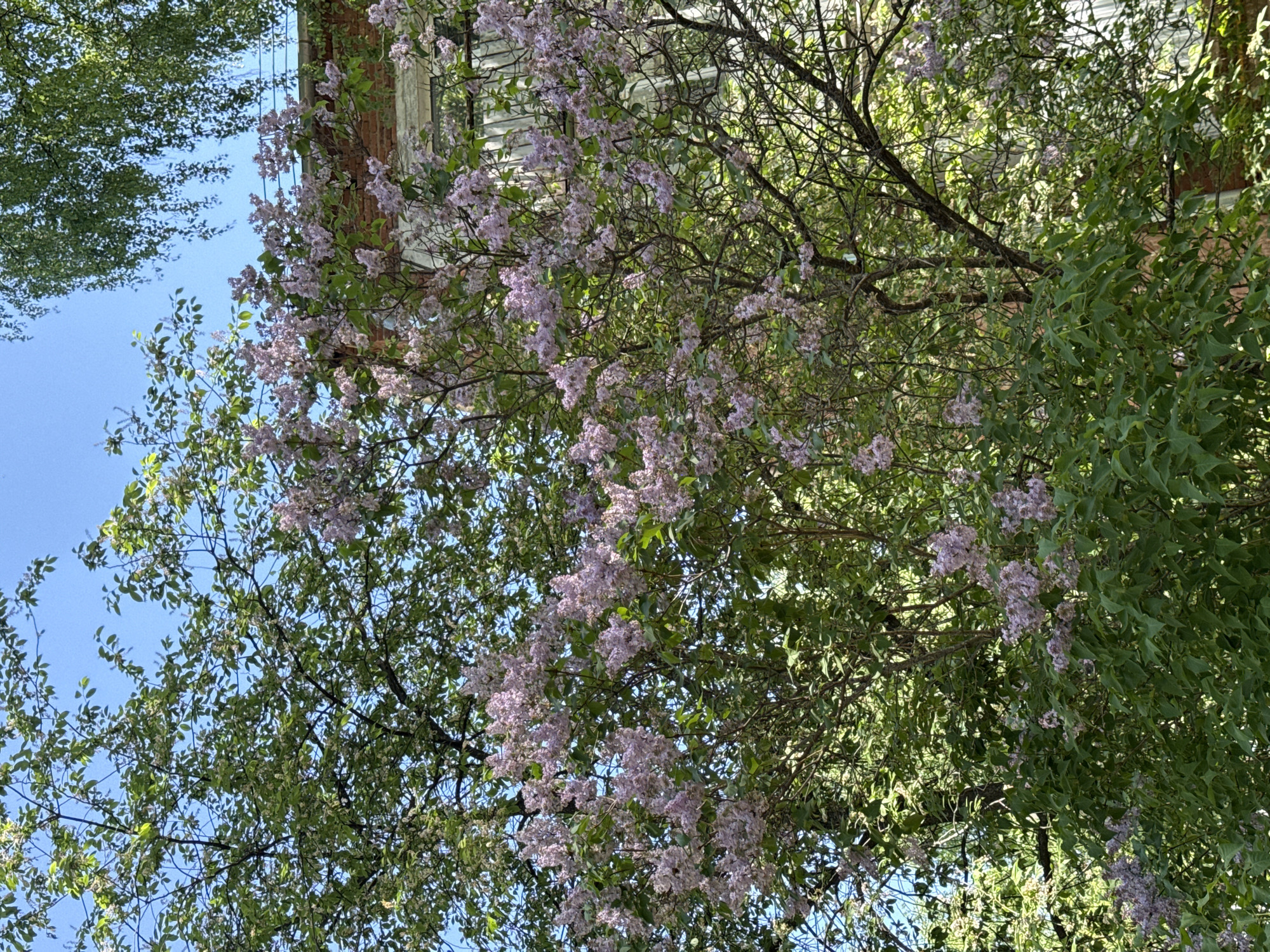 The image depicts a view looking upwards into trees with blooming lilac bushes near a brick building with light-colored window frames. The sky is visible through the branches and leaves. The density of foliage suggests a park-like or residential area. While a precise location within Votkinsk, Russia, cannot be definitively determined from the image alone, the presence of lilac and brick buildings are typical features of Russian urban landscapes. There are no identifiable people or explicit actions depicted. The dominant elements are the trees, flowers, architecture, and sky.