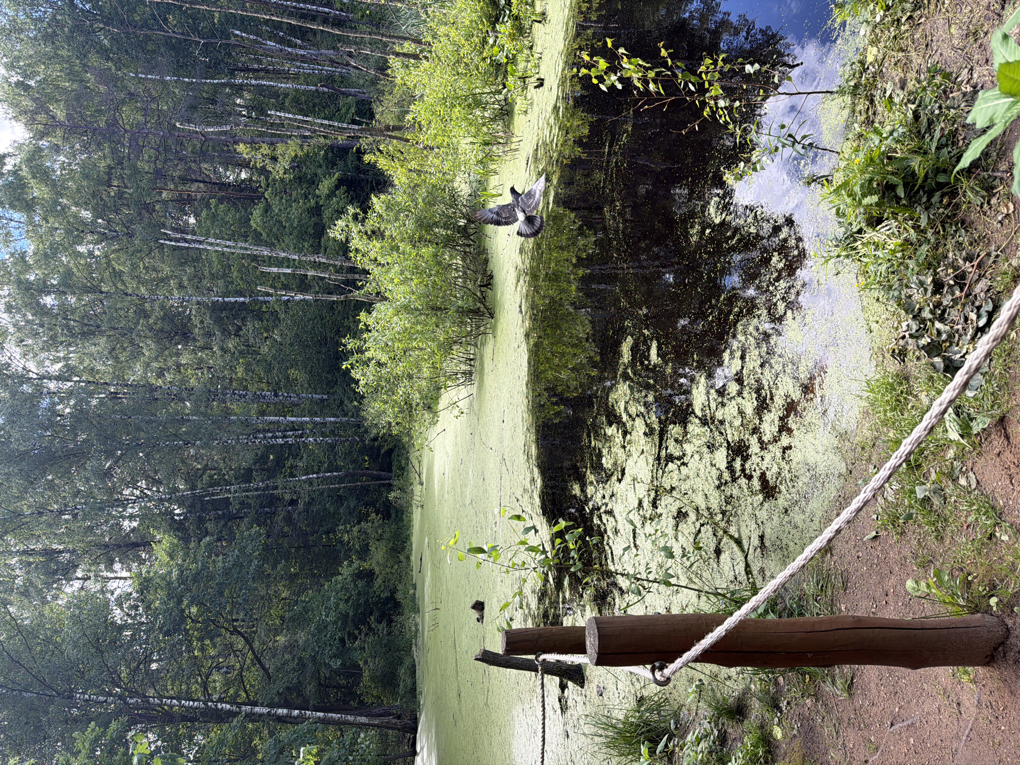 The image depicts a serene natural scene in Krasnogorsk, Russia. A duck is captured mid-flight over a body of water covered in a thick layer of vibrant green algae. The water, reflecting the sky and surrounding trees, provides a dark contrast to the bright algae. Dense forest, characterized by birch trees with their distinctive white bark and other lush green foliage, frames the water. The setting suggests a warm, possibly summer day, with ample sunlight filtering through the leaves, creating dappled light.
In the foreground, a rustic wooden post with a rope attached stands as a boundary or marker, hinting at a pathway or viewing area. The ground is a mix of soil and sparse vegetation. The overall atmosphere is peaceful and tranquil, emphasizing the beauty of the natural environment. The image is oriented vertically, with the top of the frame showing the treetops and the bottom showing the ground and foreground elements. No visible text is present in the image.