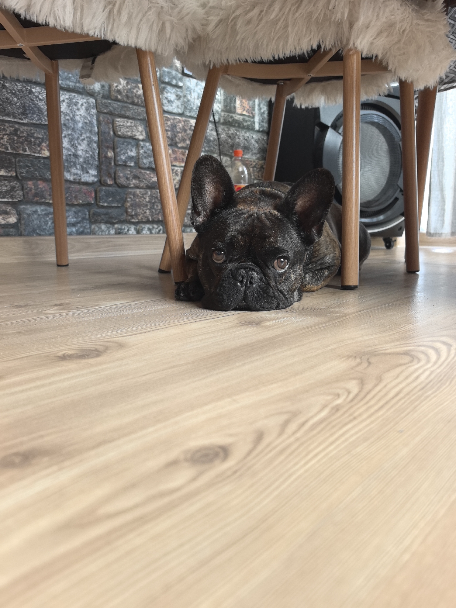 A brindle French bulldog lies on a light-colored wooden floor, its head resting near a set of wooden chair legs and beneath a fluffy white seat. The background reveals a stone-patterned wall and a large, dark speaker with a circular grill. A partially visible orange-capped bottle is also present. The lighting suggests it is daytime. The dog is looking directly at the camera. The scene does not depict any specific location within the city of Priboy, Bulgaria.