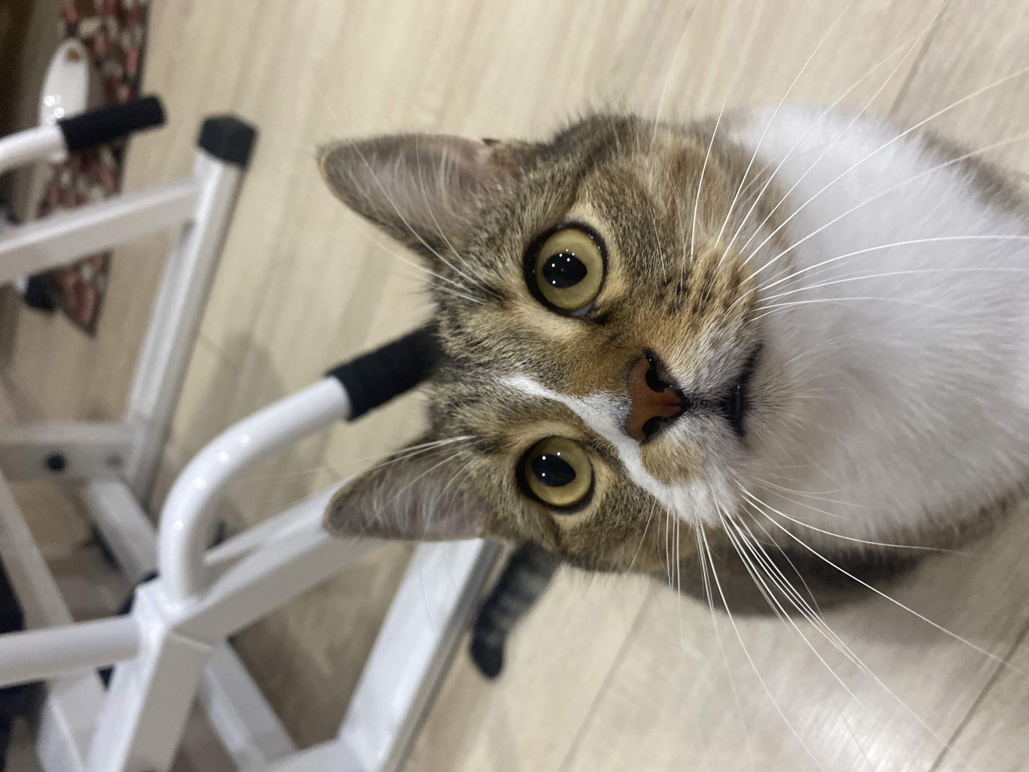 The image shows a close-up, Dutch-angle shot of a tabby and white cat's face. The cat is looking directly at the camera with large, round, yellow eyes that reflect small white lights. Its whiskers are long and white, fanning out from its muzzle. The cat has a pink nose and brown markings around its eyes and ears. The background is a light-colored, wooden floor. To the left of the cat, a portion of a white metal exercise machine is visible, with black rubber grips on some of its bars. The scene appears to be indoors, possibly in a home. There is no visible text in the image. The lighting suggests it could be daytime, but no specific time can be determined. The cat's expression is curious and alert.