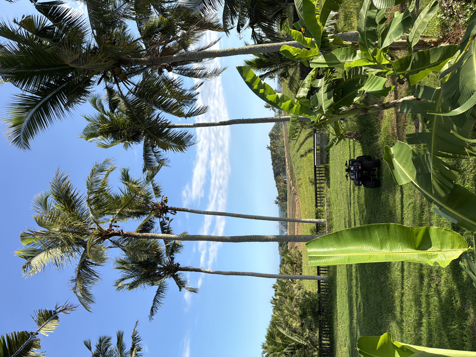 The image shows a view of a landscape in what appears to be a tropical area, likely within the region of Selemadeg Timur, Indonesia. Tall, slender coconut palm trees stretch upwards against a clear, bright blue sky dotted with wispy clouds. These trees line the edge of a grassy field where an ATV is parked near a wooden fence. Lush green banana plants with large leaves are seen on the right side of the frame, while dense vegetation including smaller palm trees are situated in the background. The scene presents a sunny, open environment within a tropical setting.