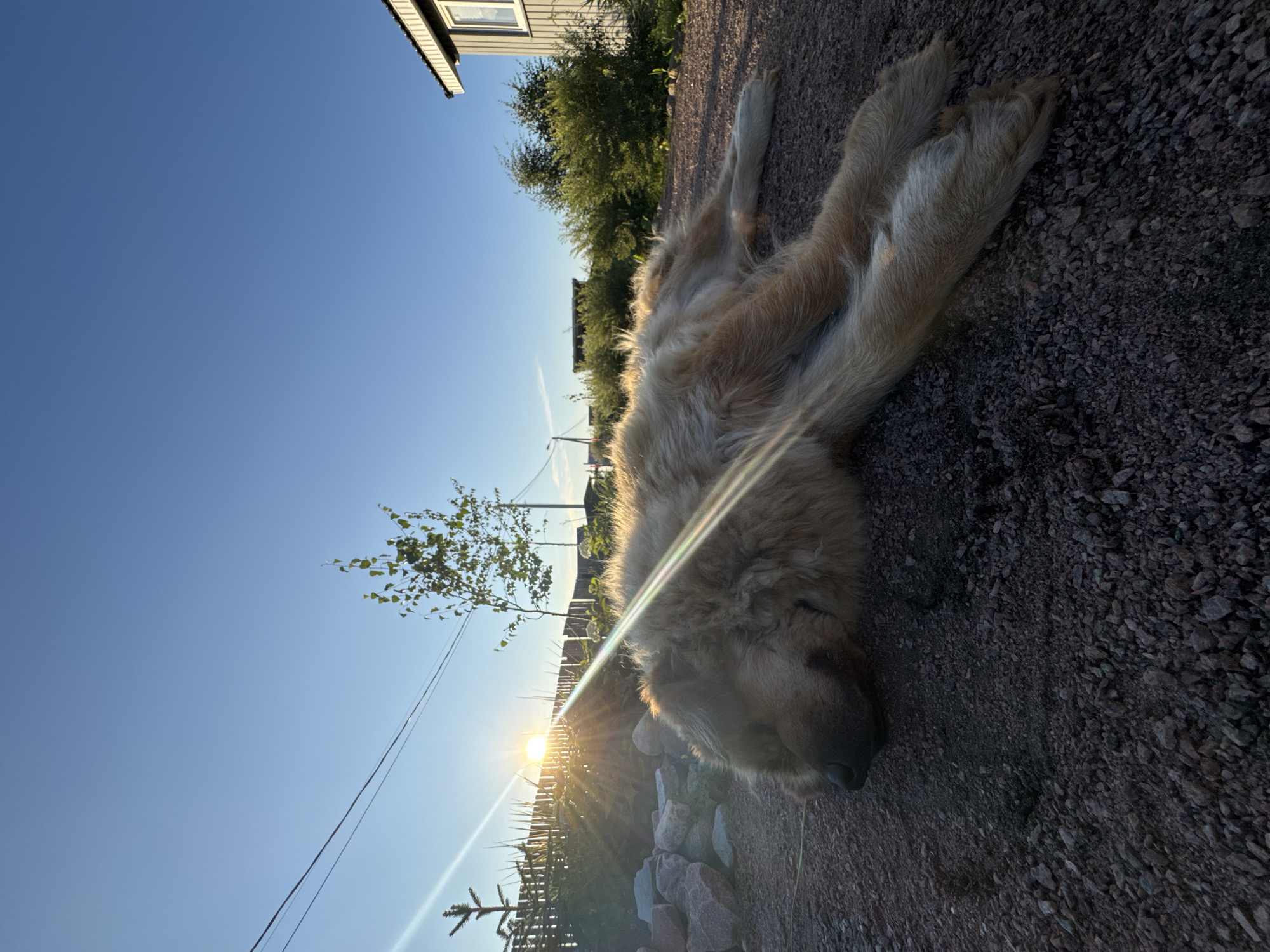 The image depicts a golden-colored dog lying on a gravel surface in Kempelevo, Russia. The dog is resting on its side with its legs extended. In the background, a fence made of wooden planks is visible, along with a small tree and lush green bushes. The sun is setting, casting a warm glow and creating lens flares that streak across the image. A portion of a building, likely a house with a white facade and grey trim, is situated on the right side of the frame. The sky is a clear, bright blue. The overall scene appears to be an outdoor setting in a semi-rural or suburban area.