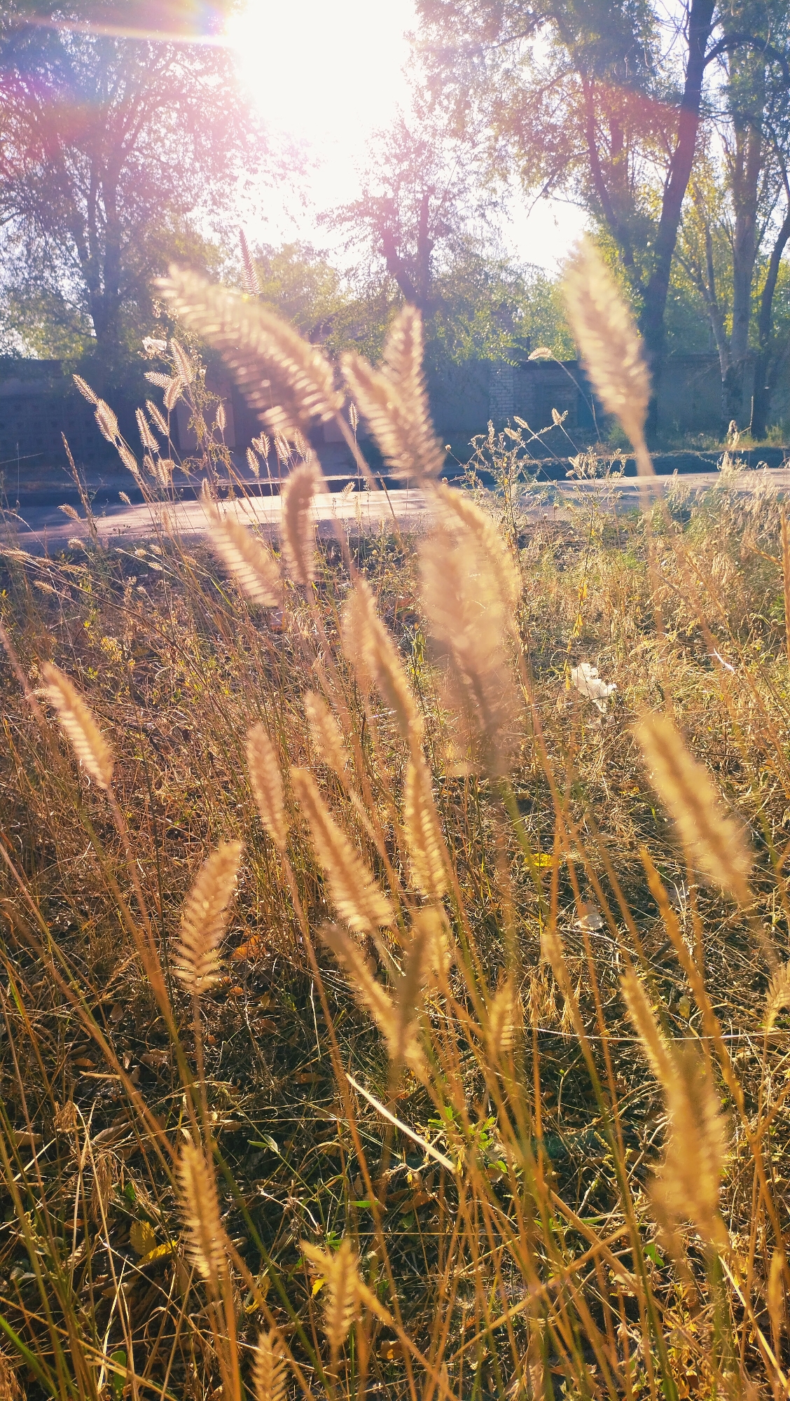 In the city of Horishni Plavni, Ukraine, the image captures a close-up view of dried ornamental grass in a roadside setting. The sun, positioned in the upper left quadrant, casts a bright lens flare across the scene, illuminating the feathery seed heads of the grass. The background reveals a paved road curving slightly, bordered by a low brick wall and trees with autumnal foliage. The overall impression is one of natural beauty juxtaposed with an urban environment, bathed in the warm, golden light of either sunrise or sunset.