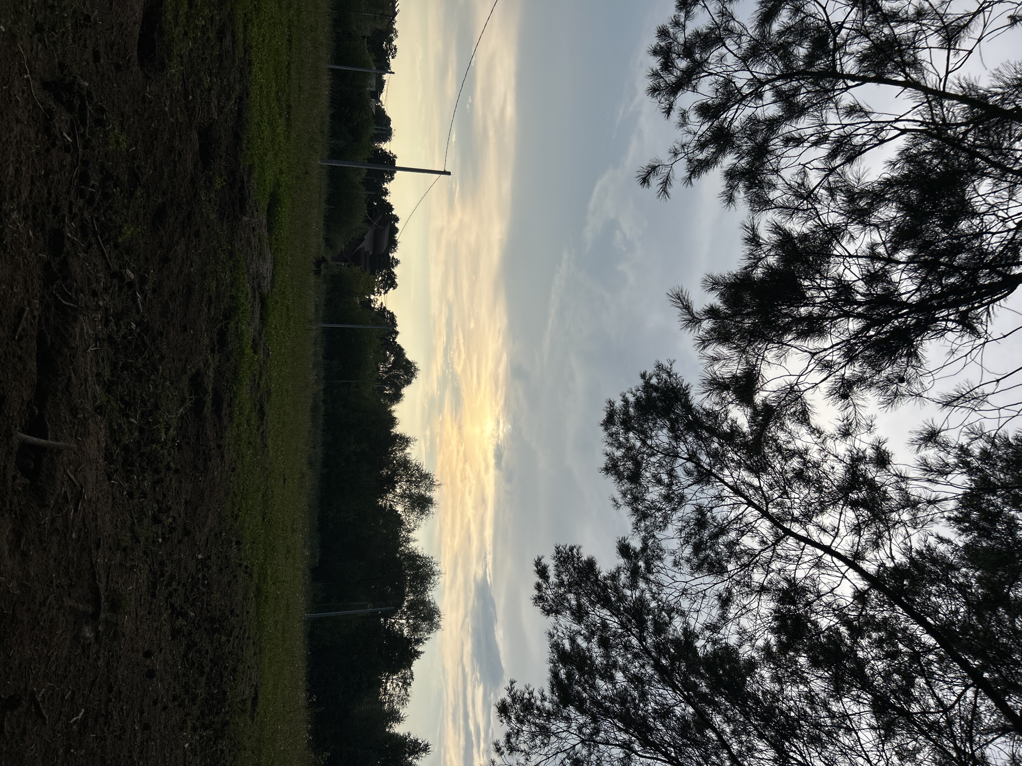 The image depicts an outdoor scene with a dark foreground of tilled soil, transitioning to a grassy field in the middle ground. A line of dark green trees forms the background, behind which a hazy sky with a pale yellow sun is visible. Silhouetted against the sky are the branches of a coniferous tree in the upper part of the frame, framing the view of the horizon. A single utility pole with wires is present in the middle ground. The location is identified as Chaikovsky, Russia. No people or animals are visible.