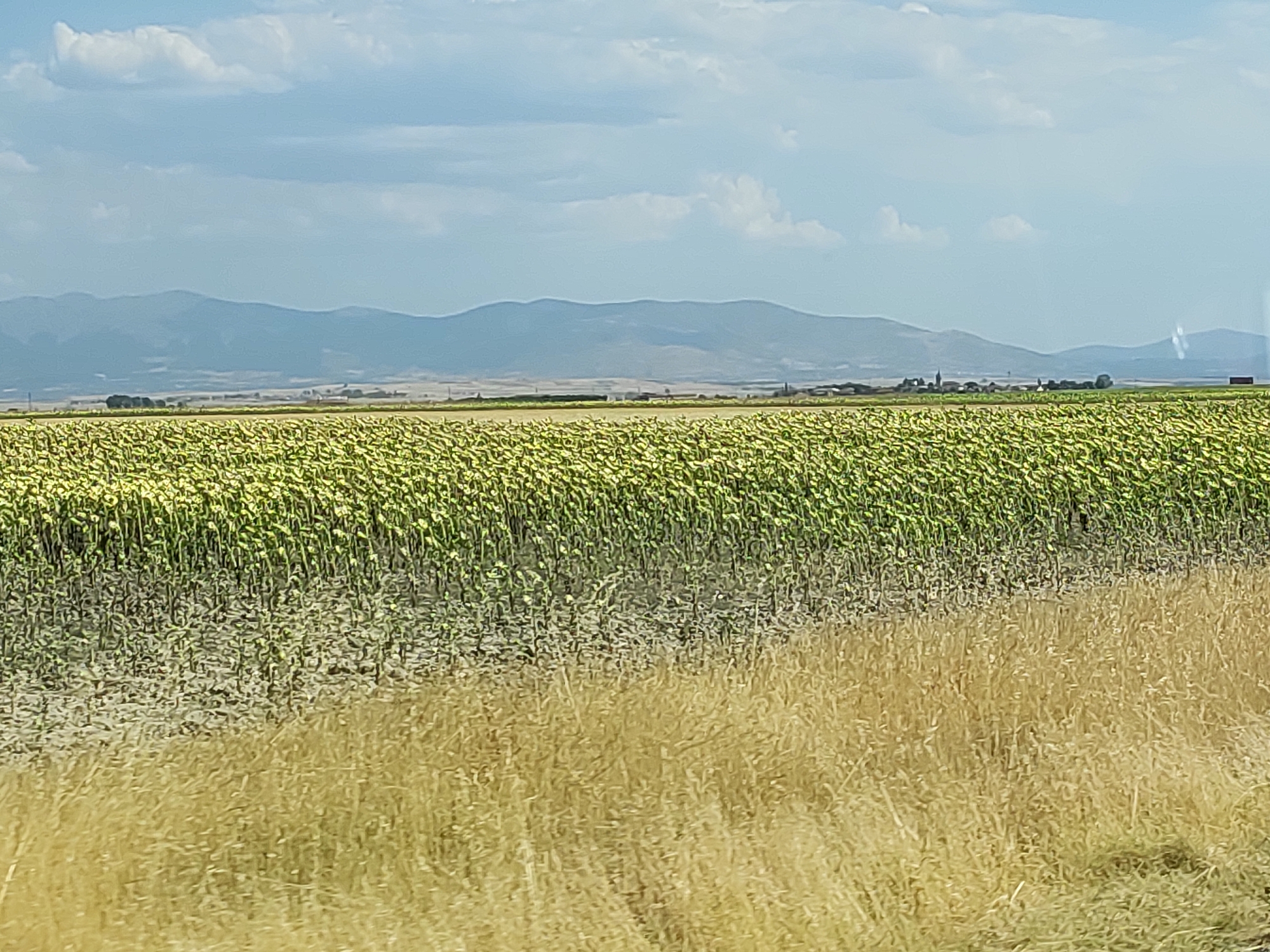 The image shows a vast agricultural field filled with sunflowers in various stages of growth, with their heads mostly bowed. The sunflowers are a vibrant green, indicating they are likely nearing harvest or have already been harvested. In the foreground, dry, golden grass or straw is visible, suggesting a transition in the landscape or recent harvesting activity. In the background, a distant mountain range with hazy blue peaks stretches across the horizon under a cloudy sky with patches of blue. A small village or cluster of buildings with church spires can be seen nestled in the valley between the sunflower field and the mountains. The overall scene depicts a rural agricultural landscape in the region of Paradinas, Spain.