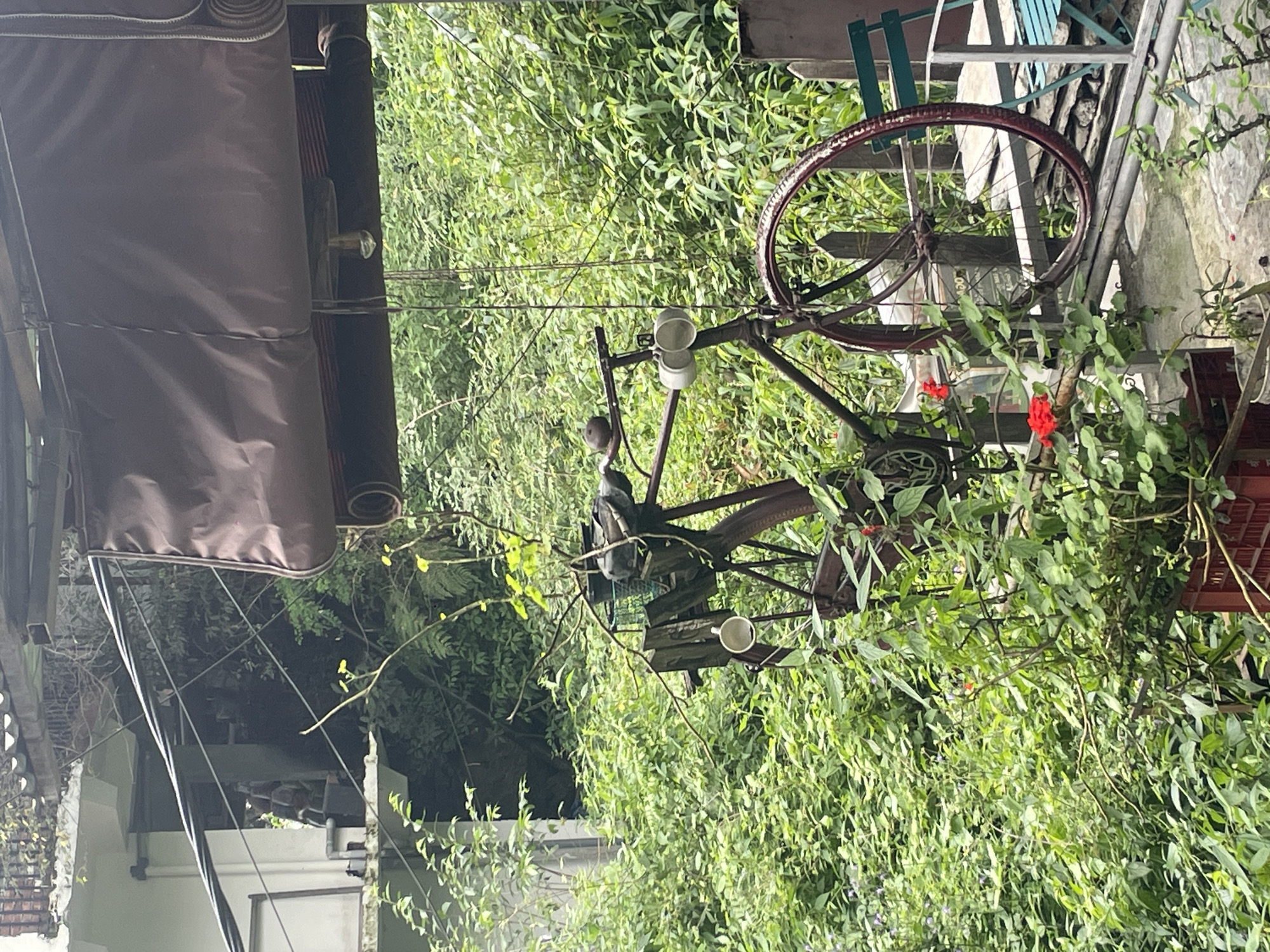 The image depicts a rustic outdoor scene, likely in Bhagsu, India, characterized by lush greenery and a sense of disarray. In the foreground, a vintage bicycle, appearing to be repurposed as a planter or decorative element, is positioned prominently. The bicycle is dark in color, possibly red or brown, with its wheels and frame showing signs of age and rust. Small red flowers and green foliage are intertwined with the bicycle's structure, some emerging from pots.
To the left of the bicycle, a white building with a tiled roof is partially visible, suggesting a residential or commercial structure. Above the scene, a dark brown awning or canopy is extended, providing shade. The background is densely filled with vibrant green foliage, indicating a natural or overgrown environment, typical of hillside locations in India. There are no people visible in the image. The overall impression is one of a quirky, outdoor display, blending natural elements with repurposed objects.