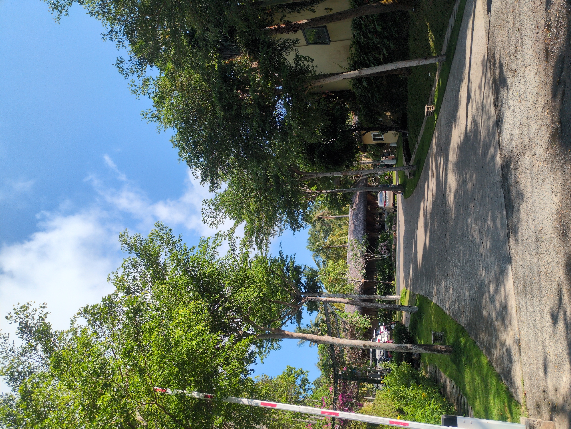 The image depicts a tree-lined driveway or road in Phú Quốc, Vietnam. The road surface is gray and appears to be paved with either asphalt or concrete. Tall, slender trees line both sides of the road, their trunks pale in color and their canopies forming a partial shade over the roadway. Between the trees, glimpses of houses and buildings are visible. The sky is blue with scattered white clouds, suggesting fair weather. A vehicle is parked on the side of the road. In the foreground, a red and white traffic barrier is visible. The scene is bathed in sunlight, creating shadows on the road.