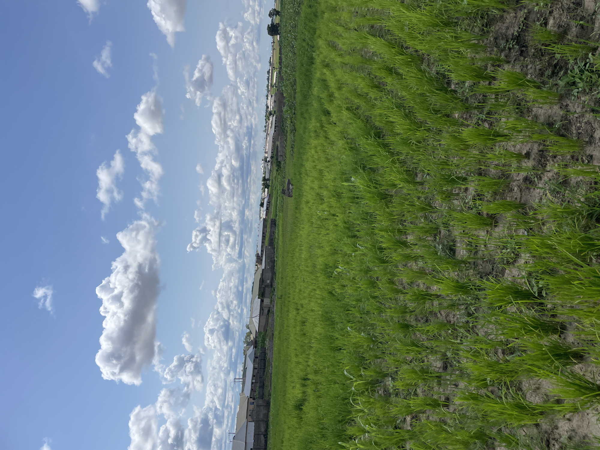 In an open field in an unnamed Nigerian town, green grass stretches towards a row of buildings. The sky above is a clear blue, punctuated by fluffy white clouds. The buildings, likely homes or small businesses, are simple structures with light-colored roofs and walls, some surrounded by low fences. The field itself appears to be cultivated, with neat rows of young green plants growing in the dark soil. The overall scene suggests a rural or semi-rural setting within Nigeria.