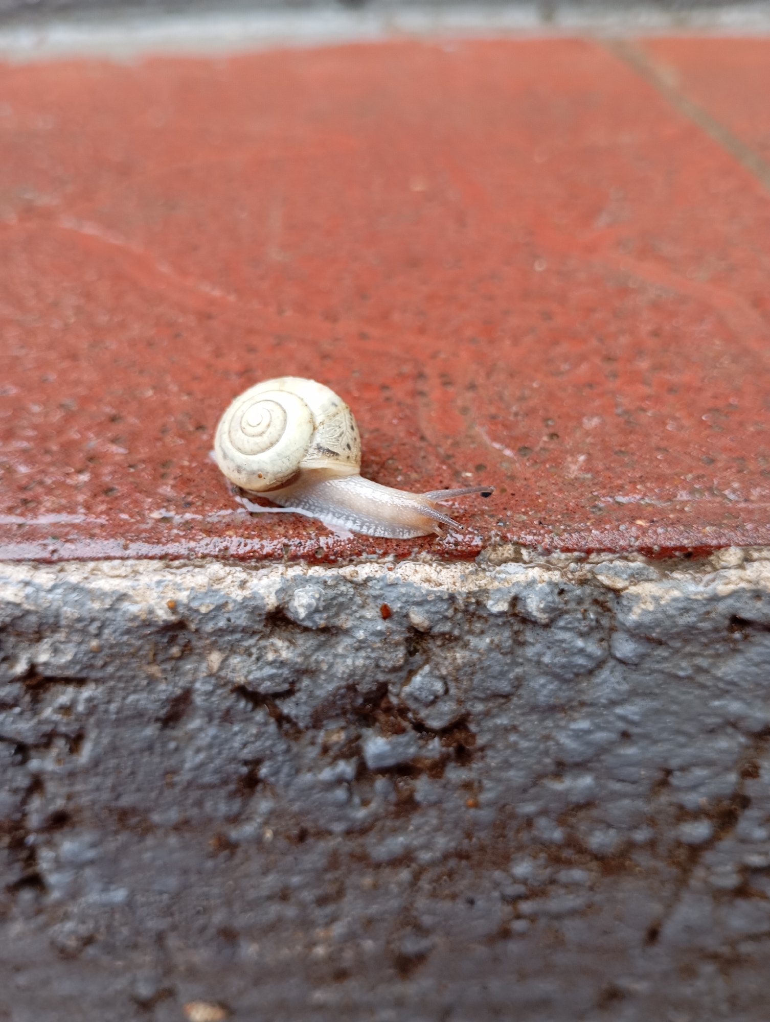 A snail with a white shell crawls on a damp brick surface next to a gray, textured concrete edge. The location is in the city of Unknown, Unknown.