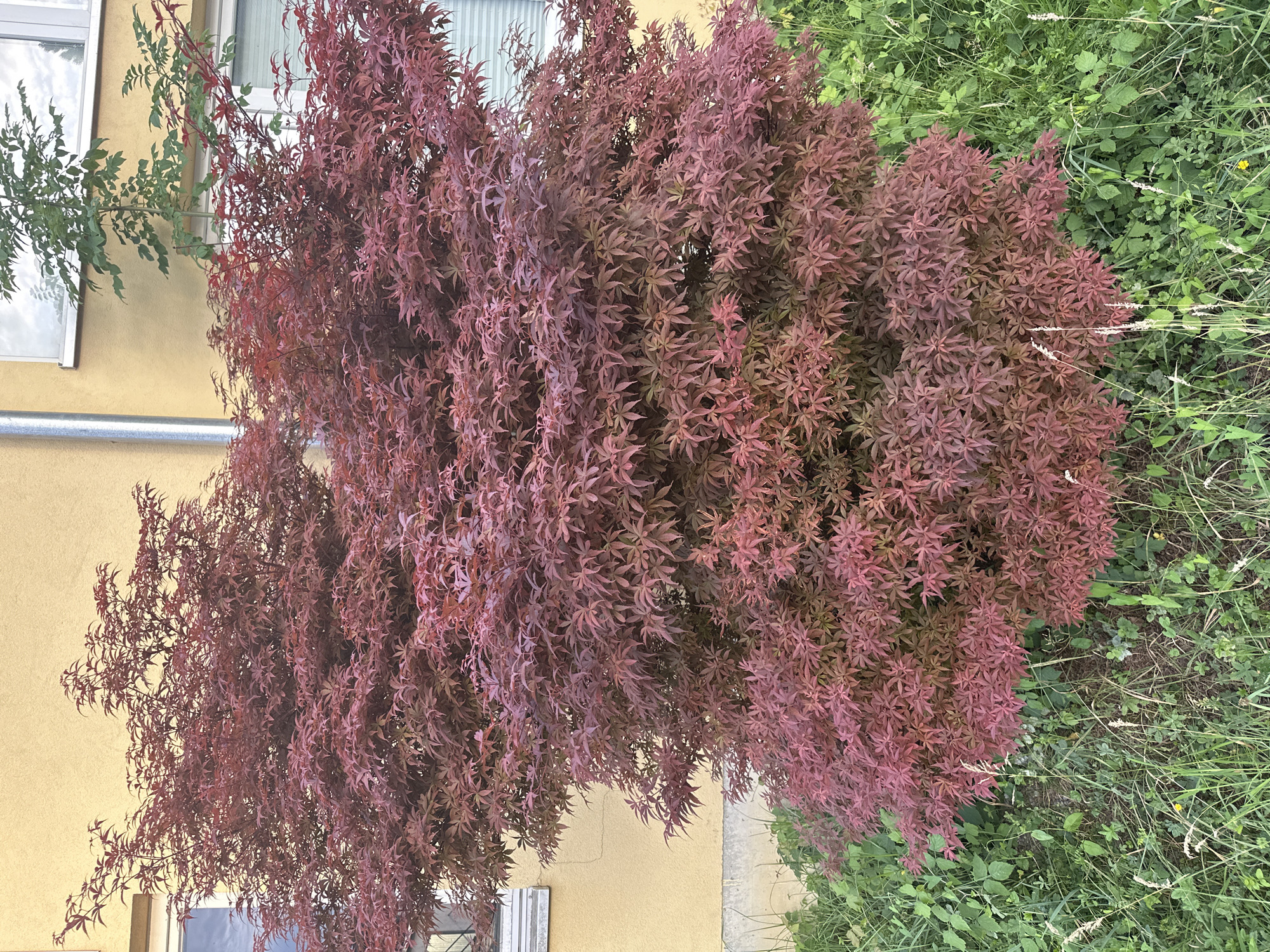 A Japanese maple tree with deep red foliage stands in front of a yellow building in Dornbirn, Austria. The tree's dense canopy is the dominant feature, with its leaves forming a rich, textured mass. Behind the tree, a section of the building is visible, featuring two windows with light-colored frames and a metal downspout. The lower portion of the building is a concrete foundation. In front of the tree, lush green grass and other low-lying vegetation grow, adding a contrast of color and texture to the scene. The grass is varied, with some taller blades and smaller leafy plants interspersed. The overall impression is of a well-maintained urban garden or yard adjacent to a building.