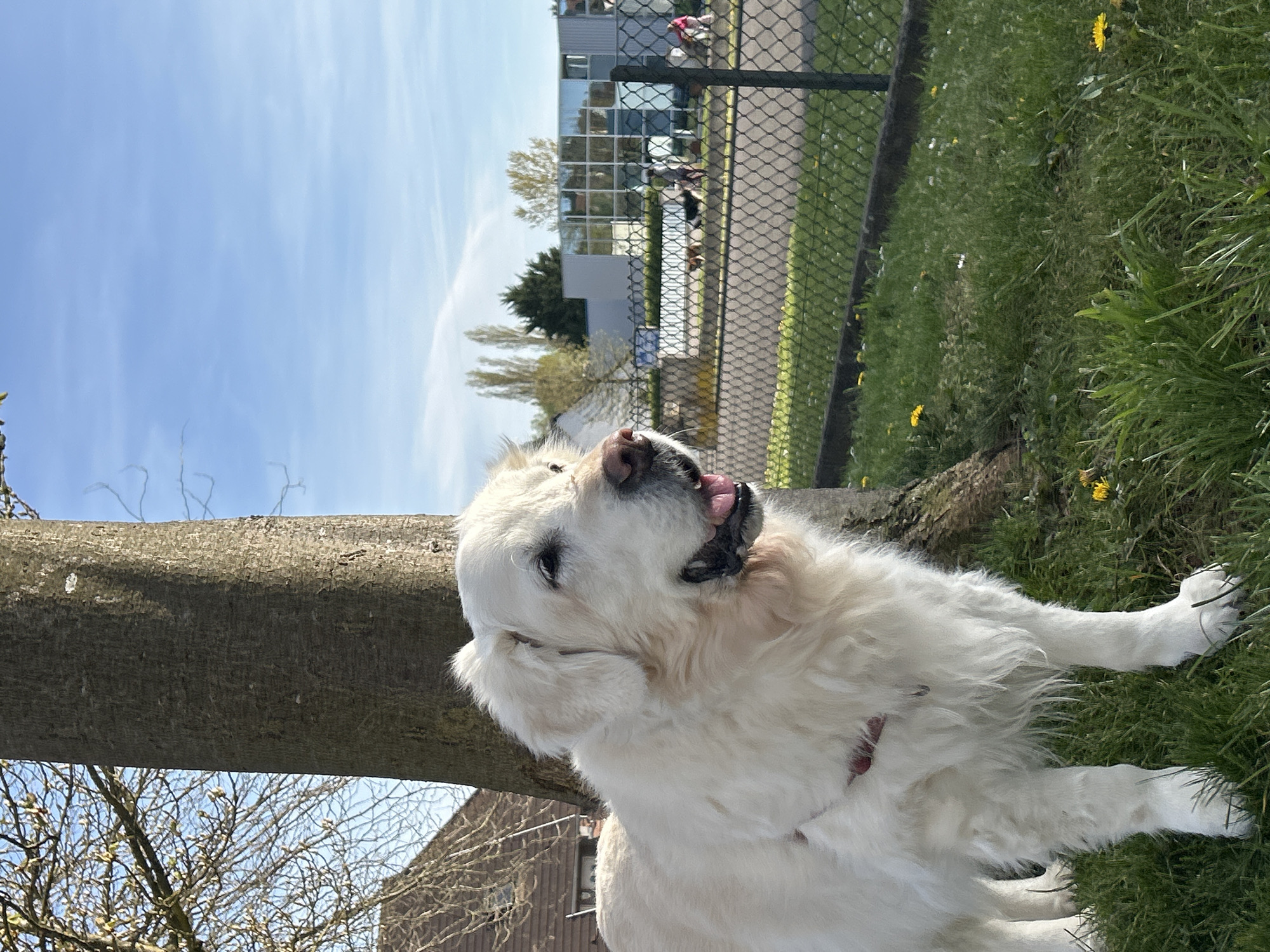 A cream-colored Golden Retriever dog is lying on green grass next to a tree trunk, with its tongue sticking out. The dog is wearing a pink collar. In the background, there is a chain-link fence, a grey and blue building with windows, and some people. The sky is blue with some white clouds. Yellow dandelions are scattered in the grass. The location is Truchtersheim, France.